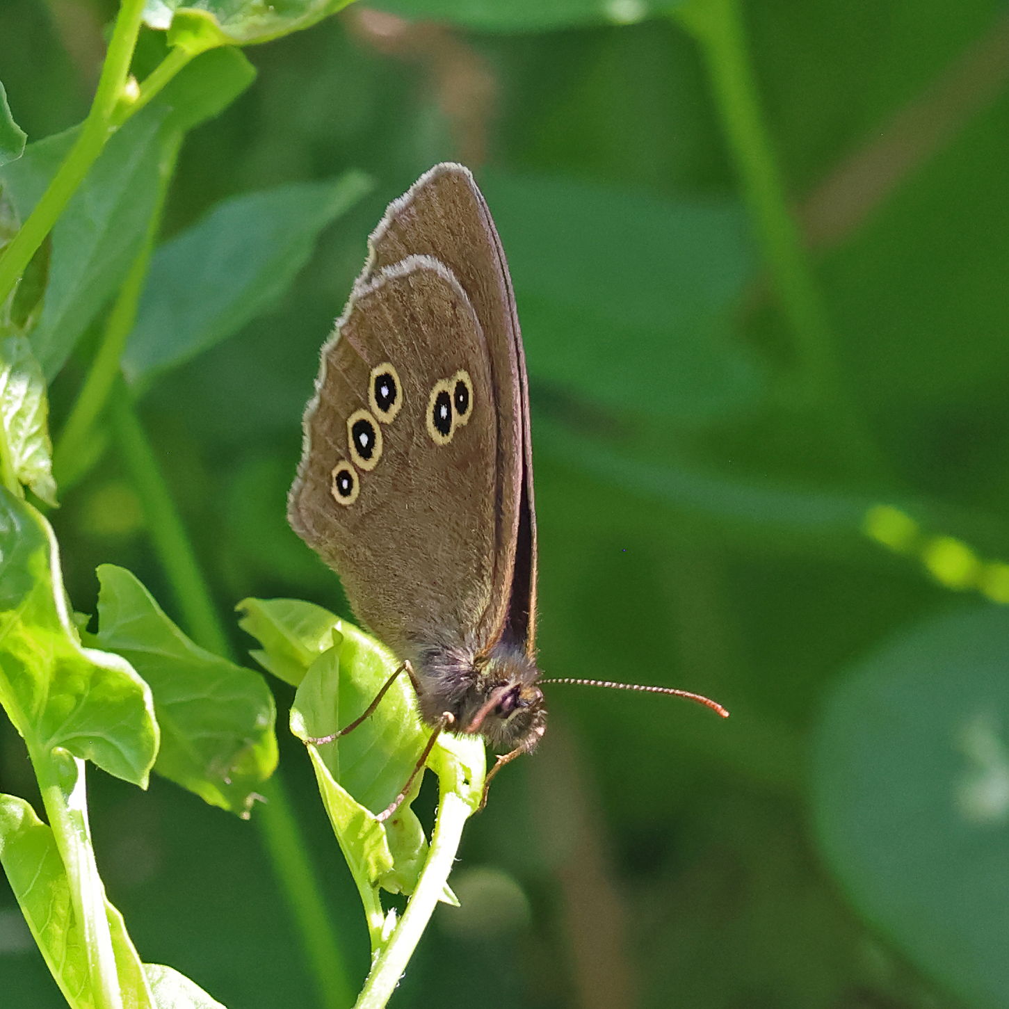 Ringlet Butterfly
