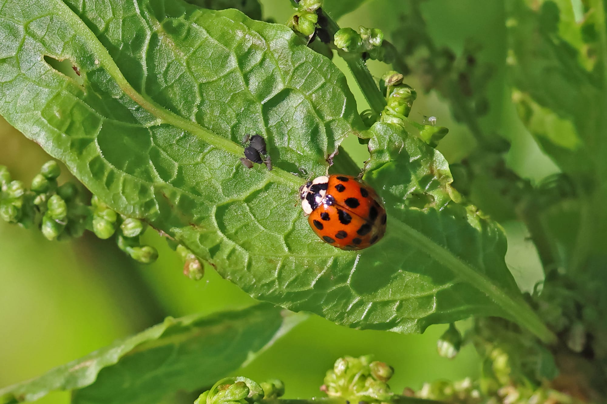 Harlequin Ladybird