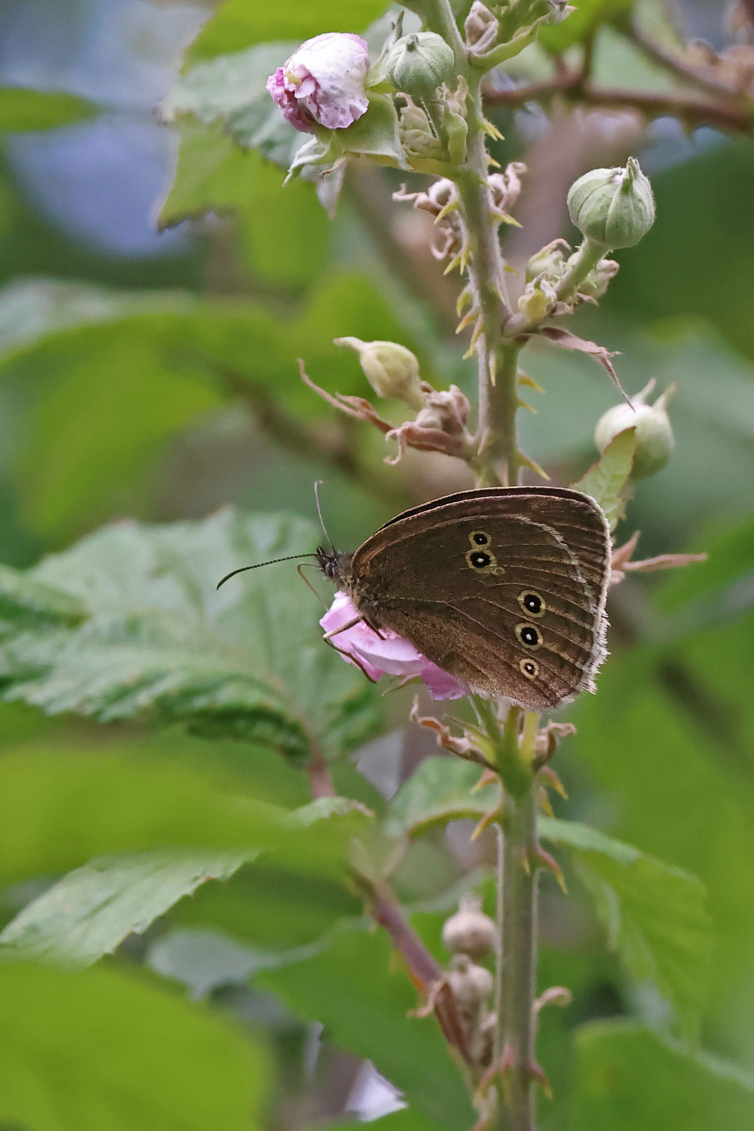 Ringlet Butterfly