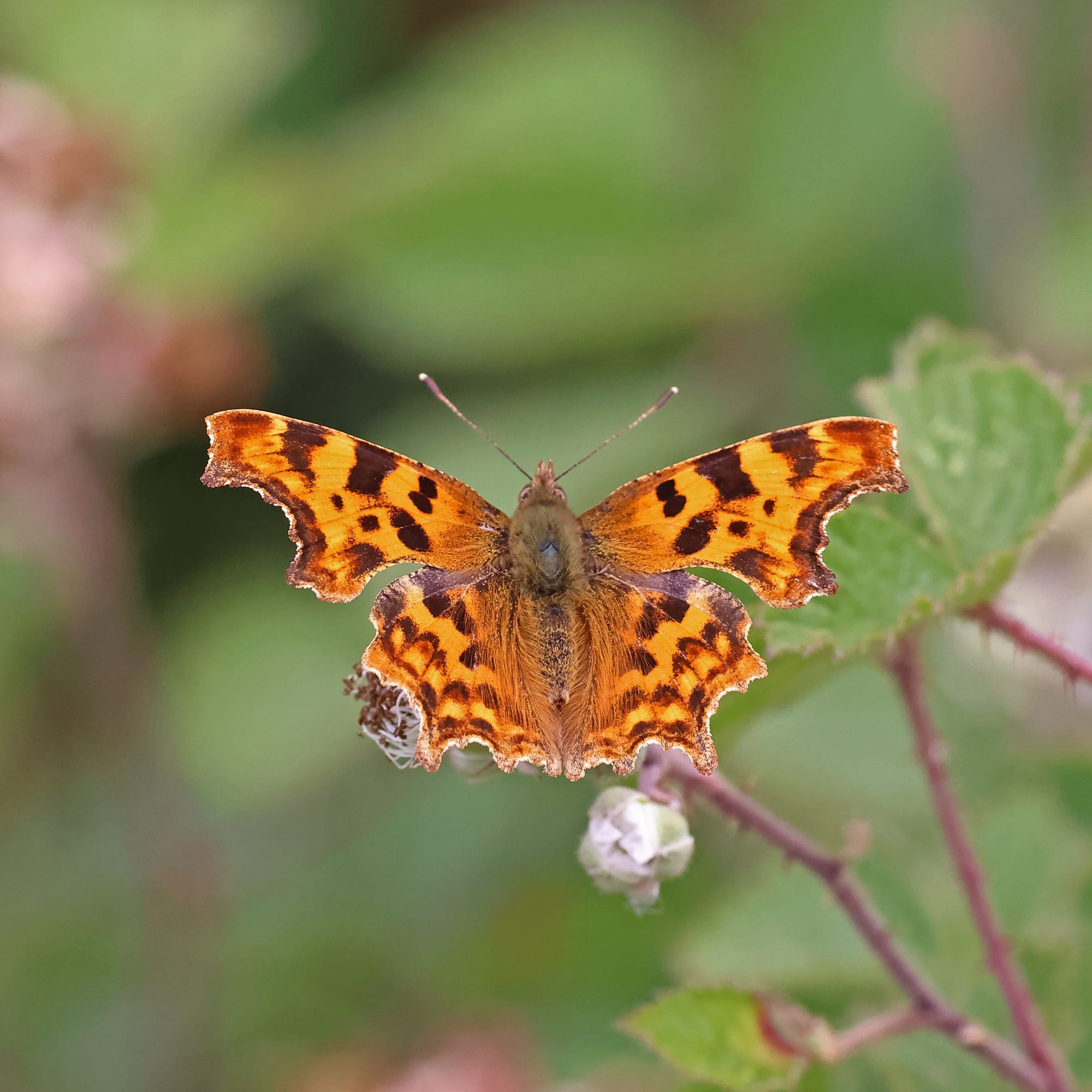 Comma