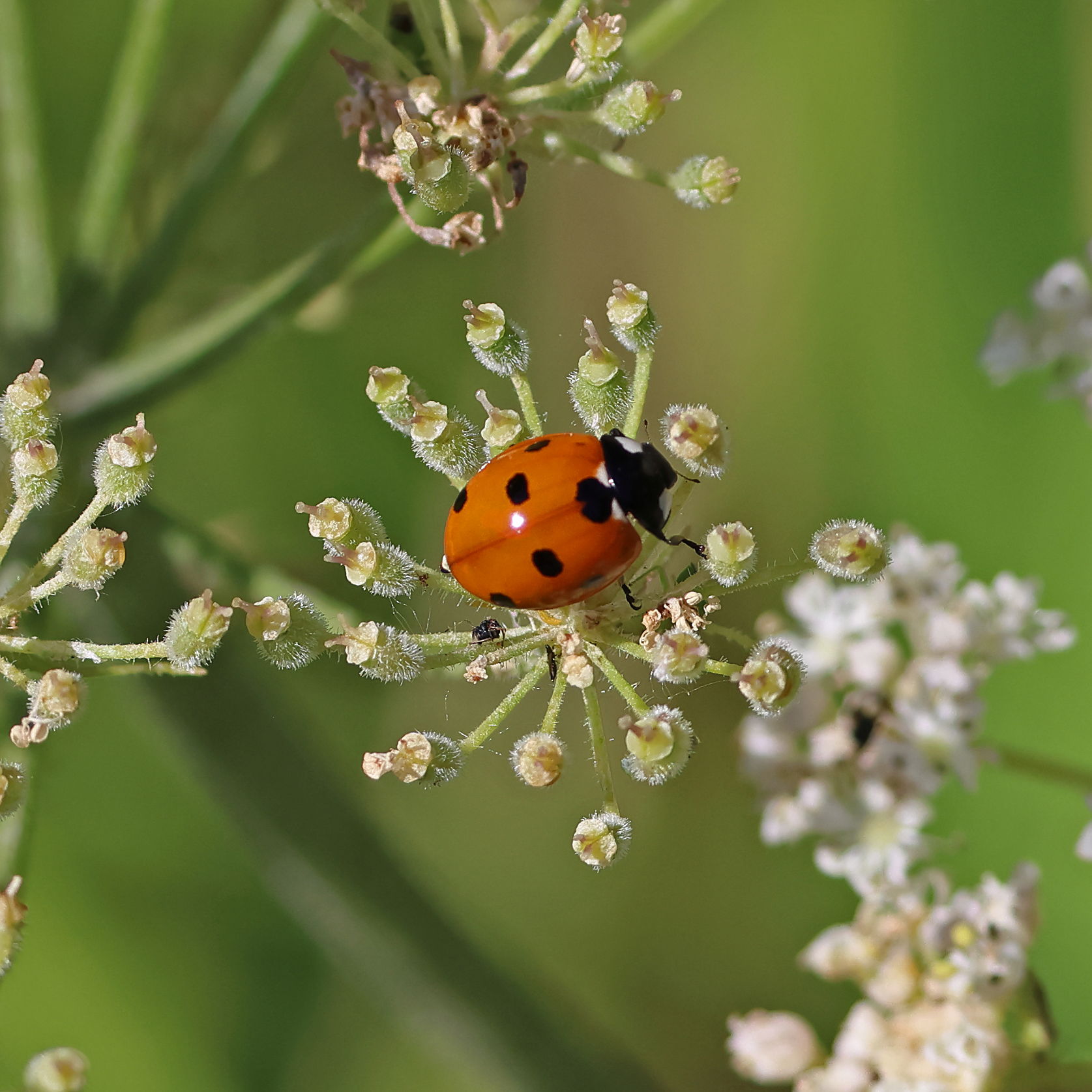 Seven-spot Ladybird