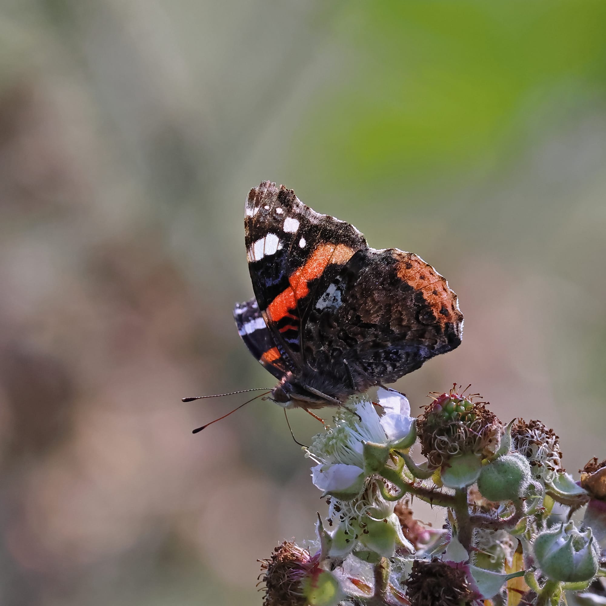 Red Admiral