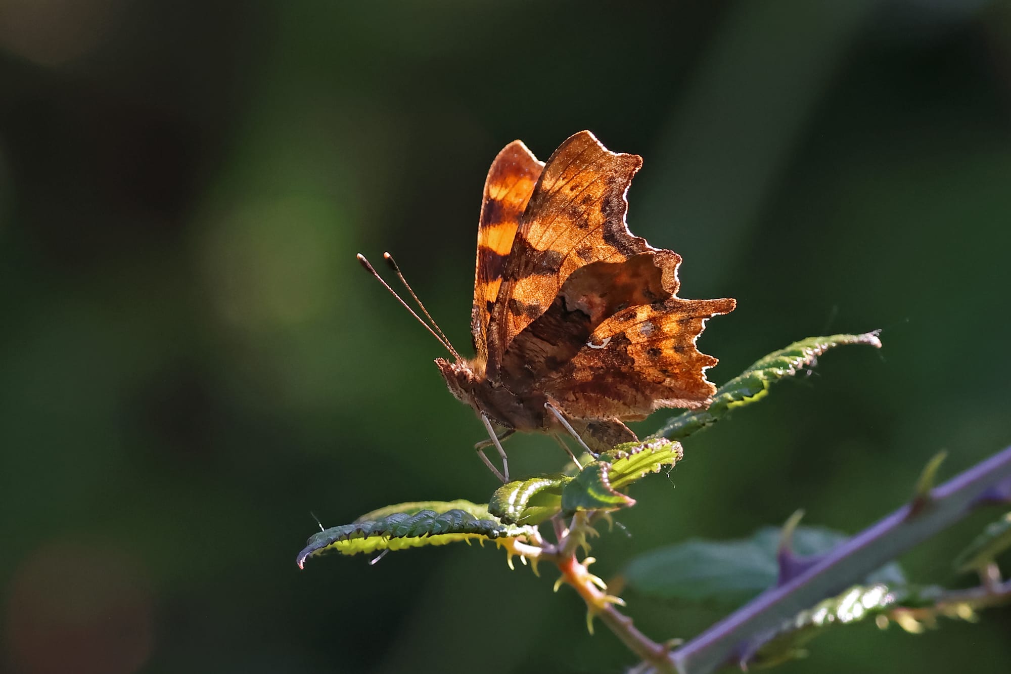 Comma Butterfly