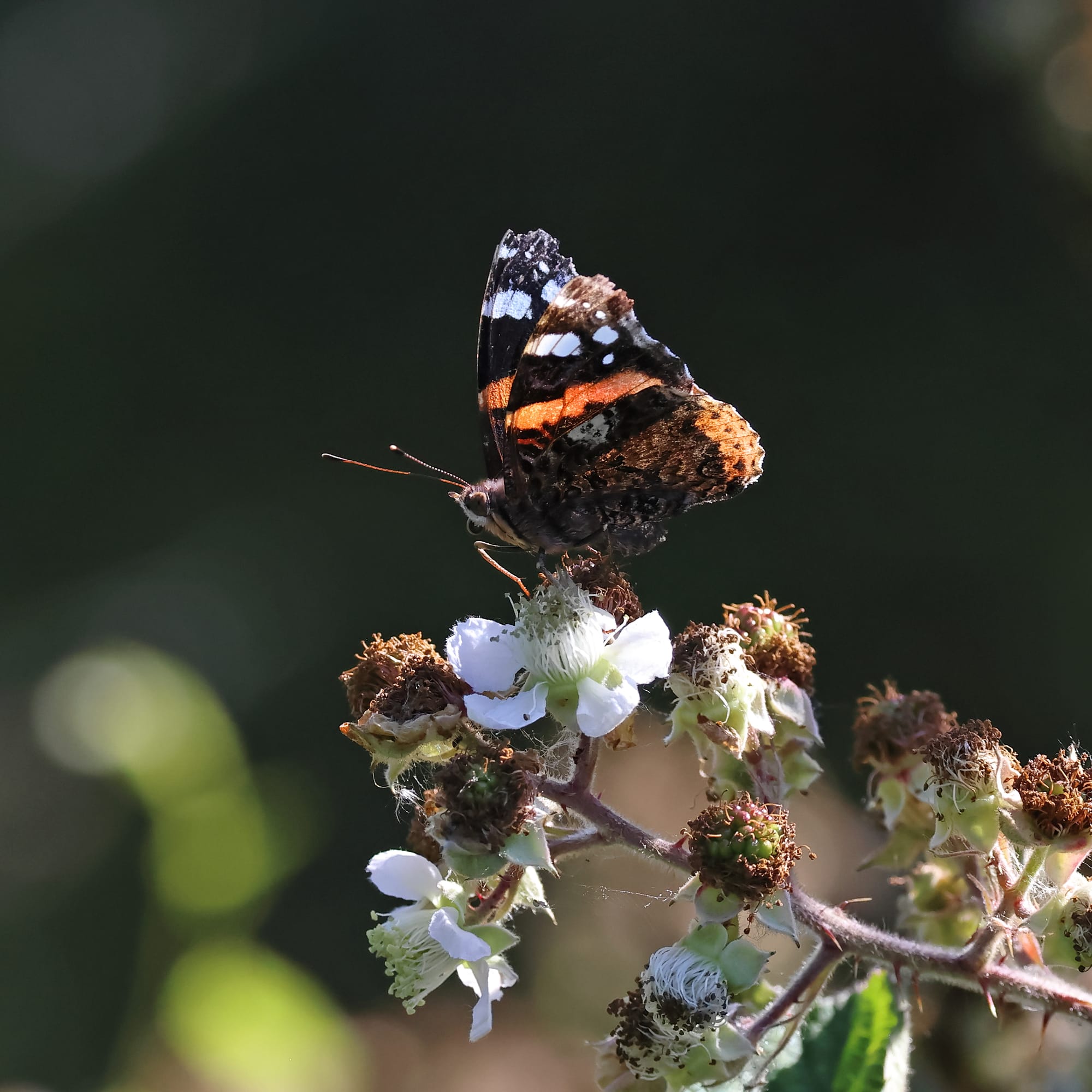Red Admiral