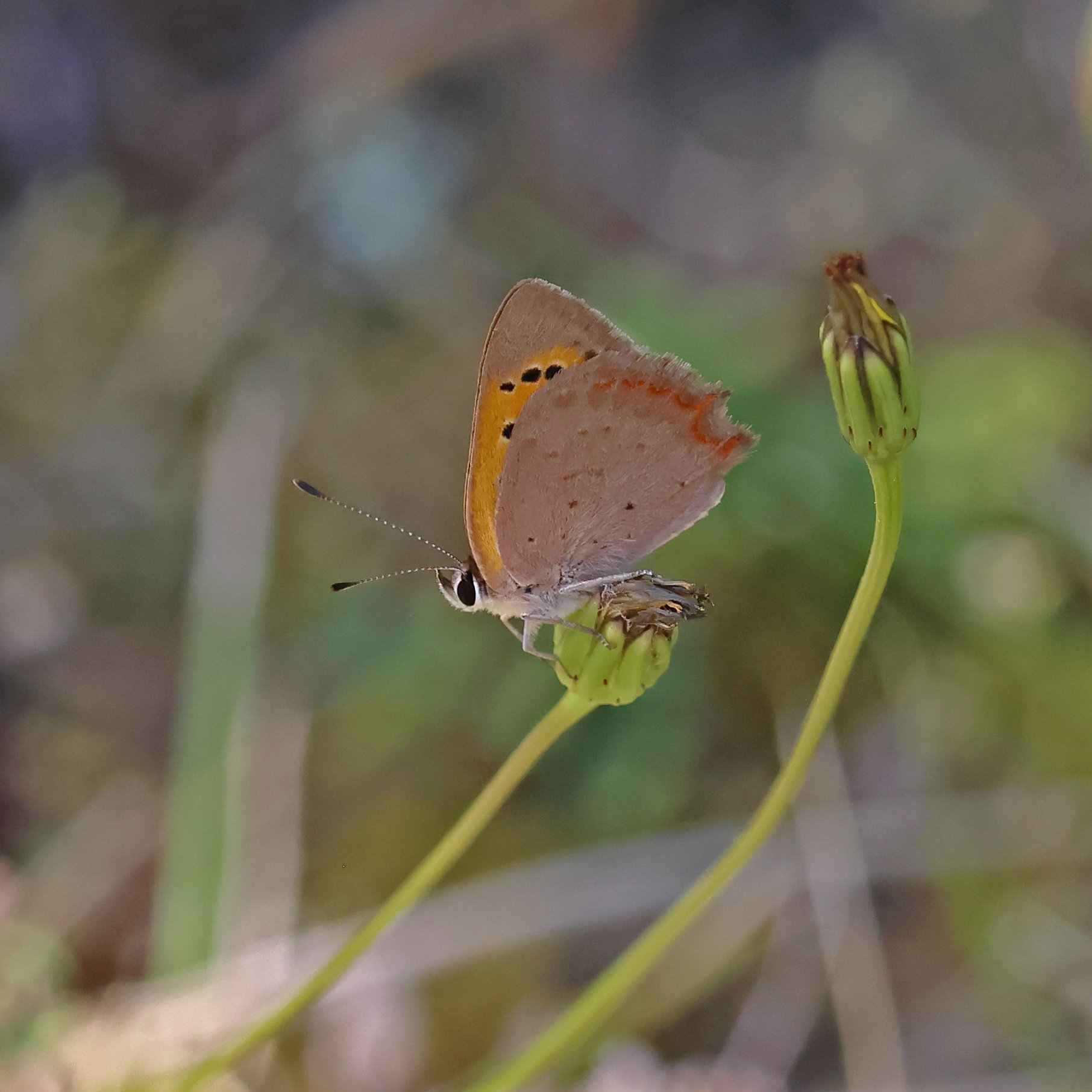 Small Copper