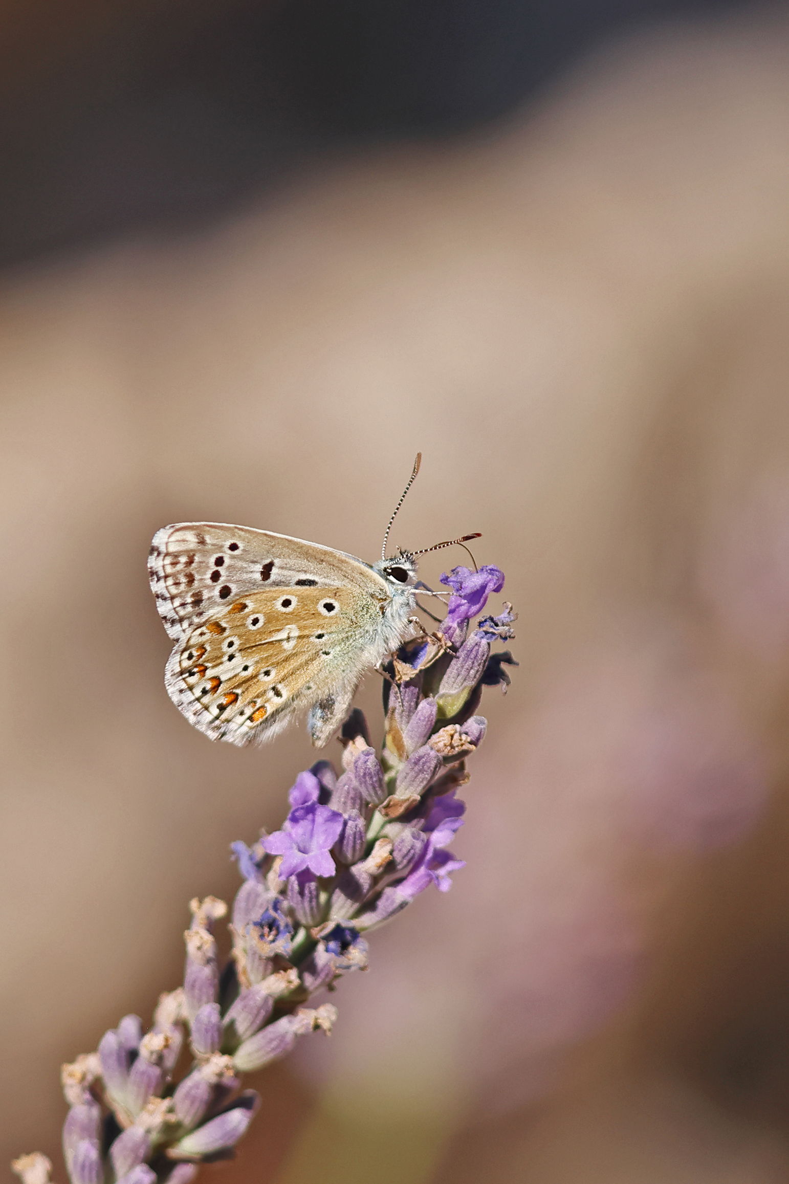 Adonis Blue
