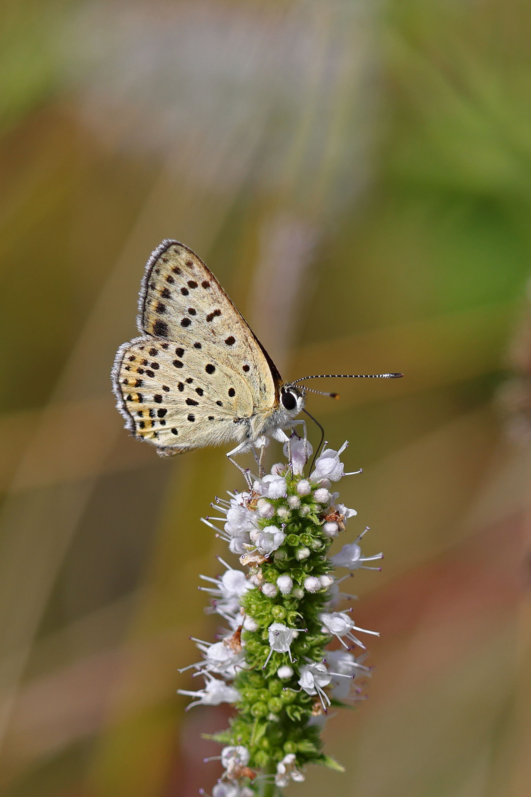 Sooty Copper