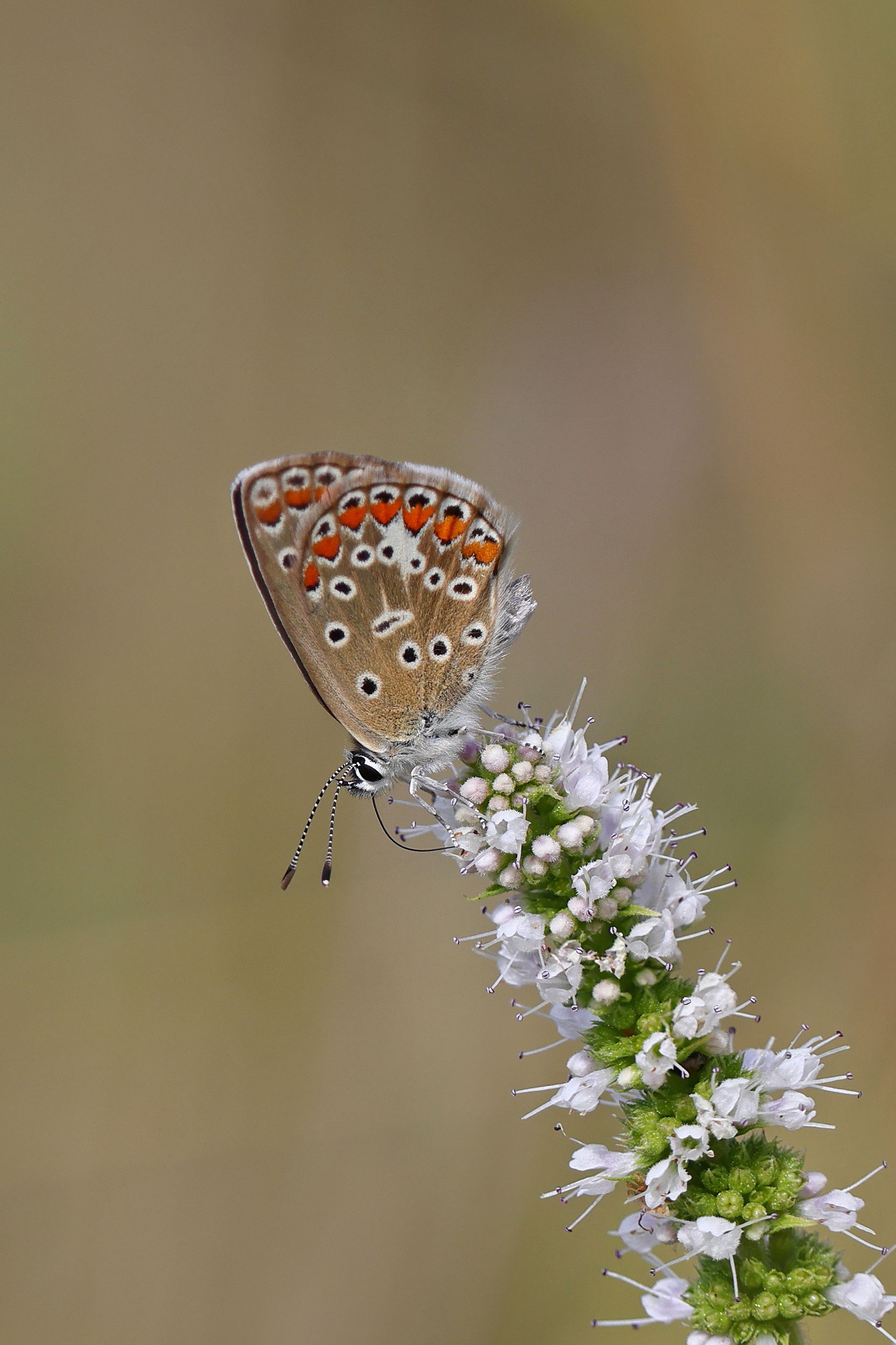 Common Blue