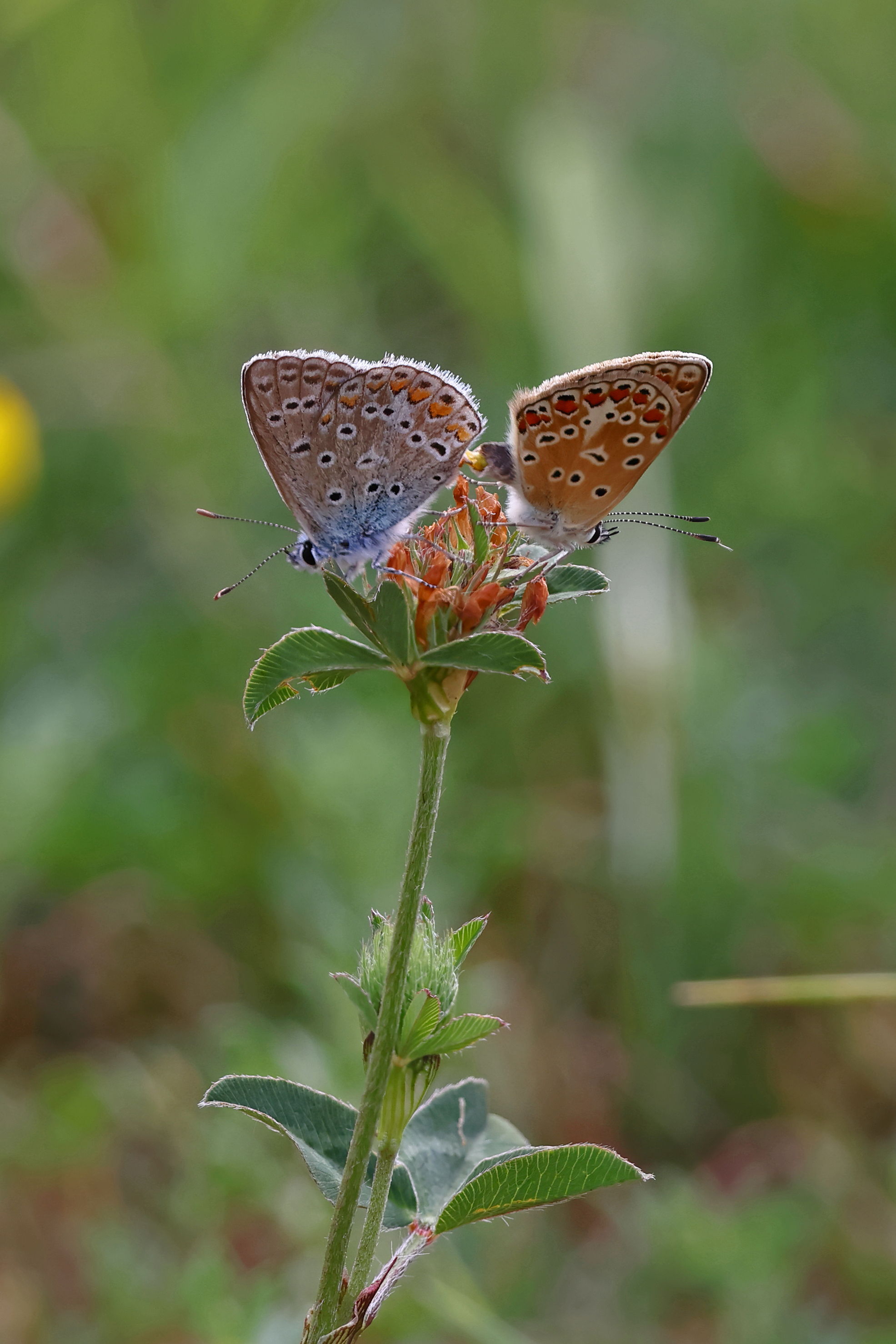 Common Blue