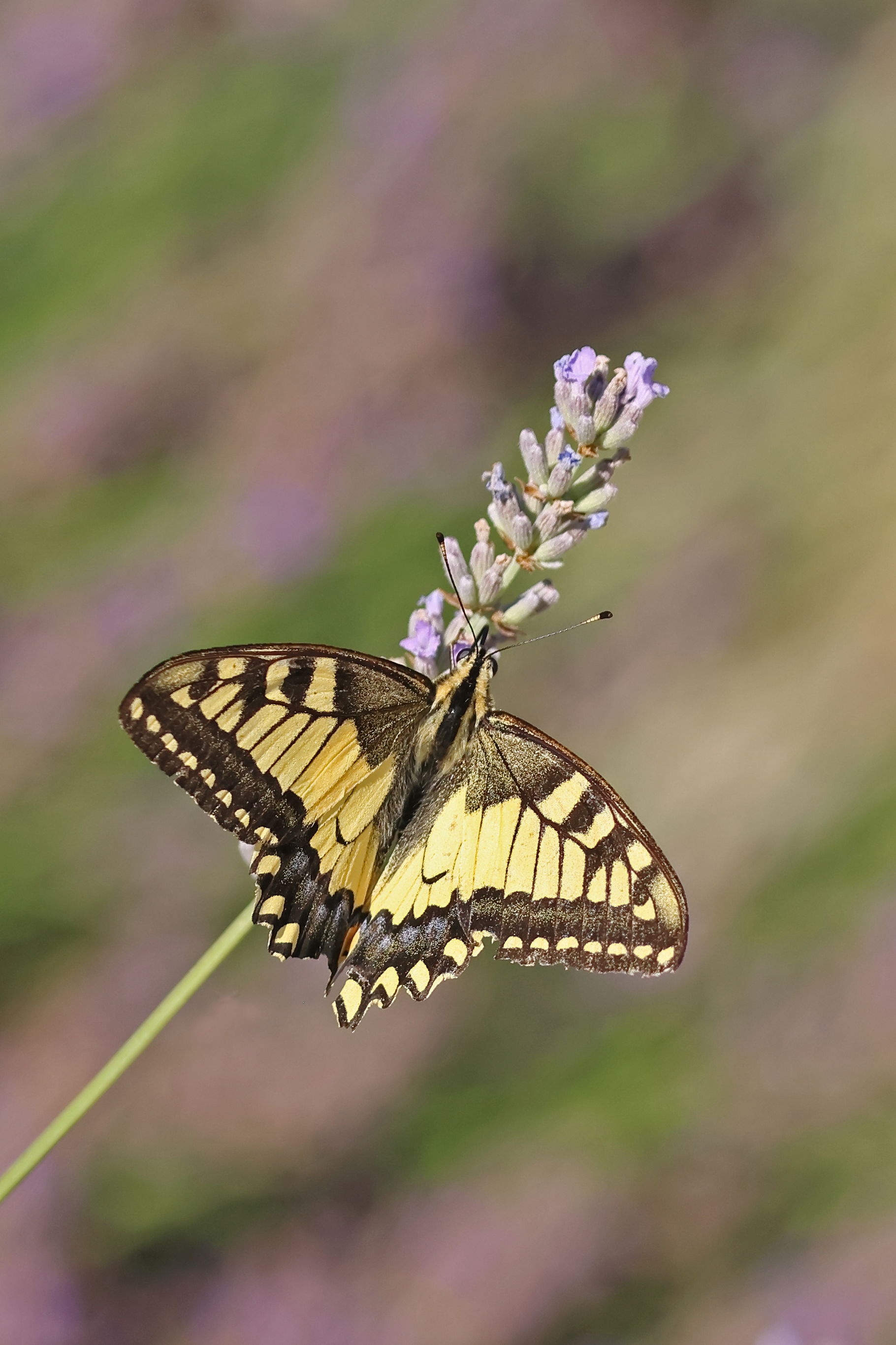 Swallowtail