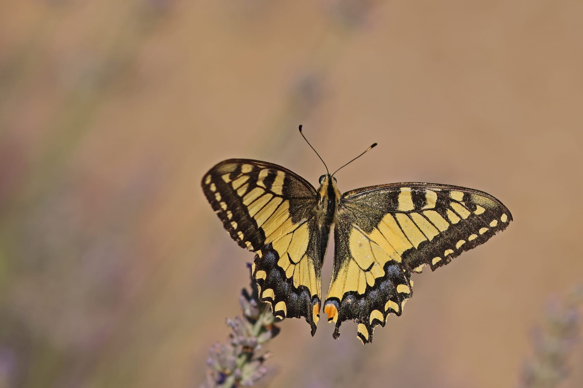 Swallowtail
