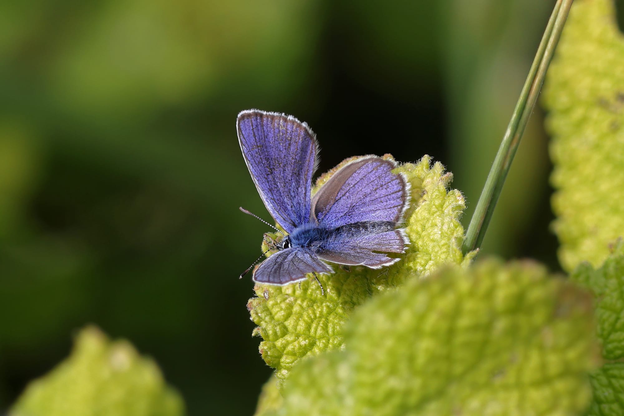 Mazarine Blue