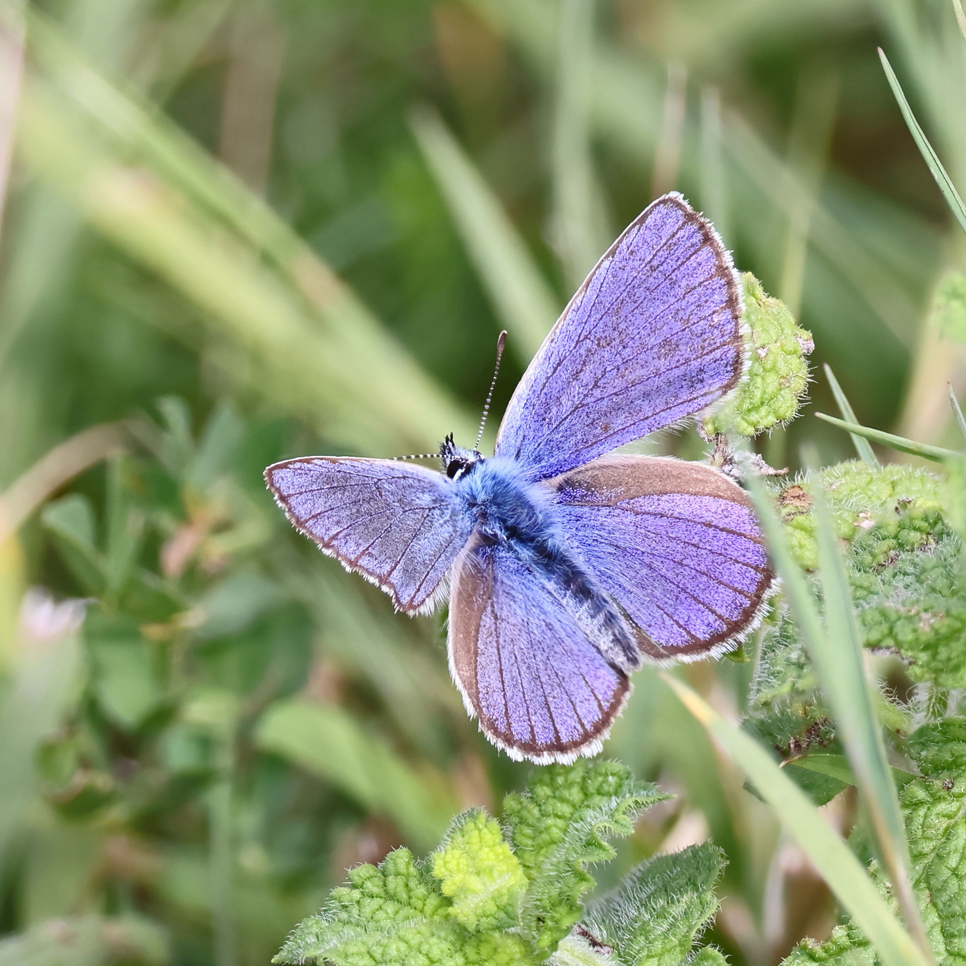 Mazarine Blue