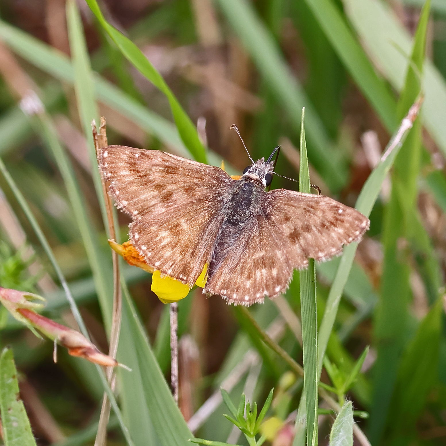 Dingy Skipper