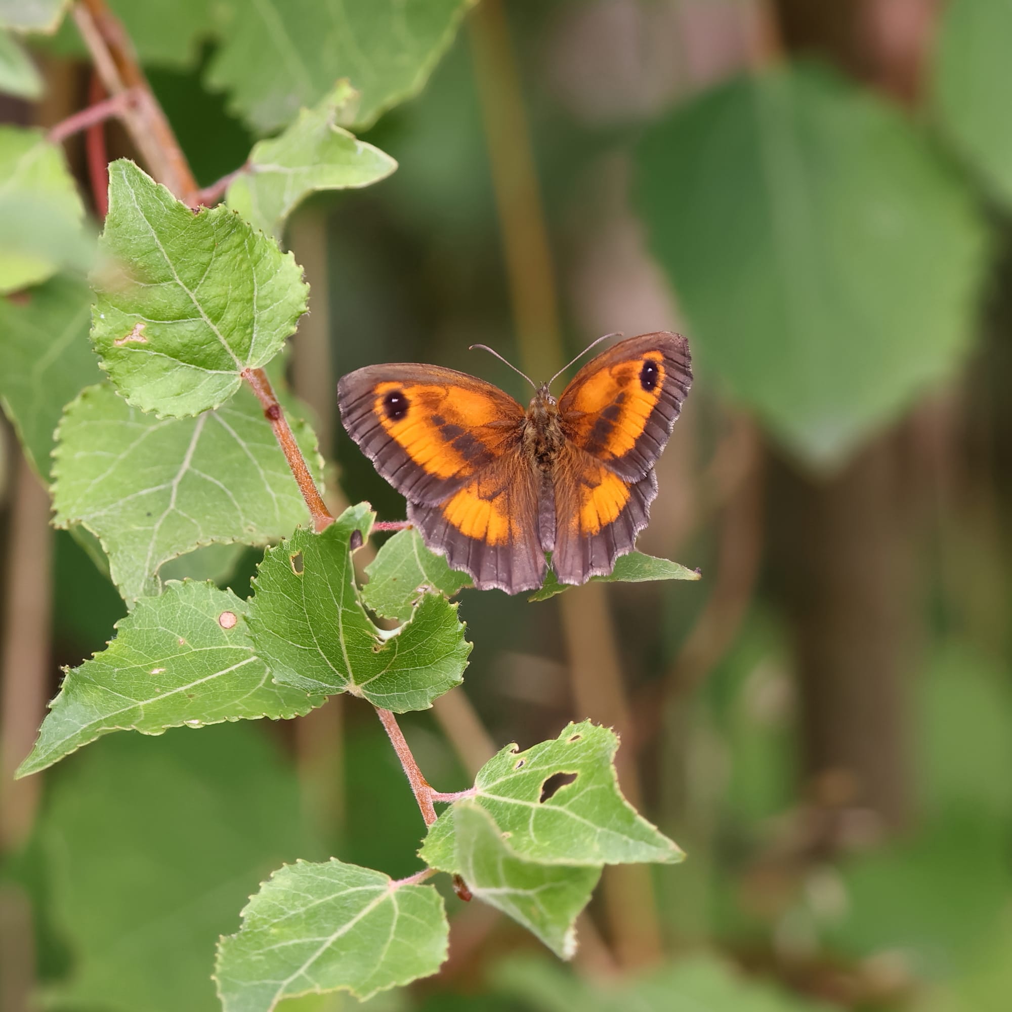 Gatekeeper