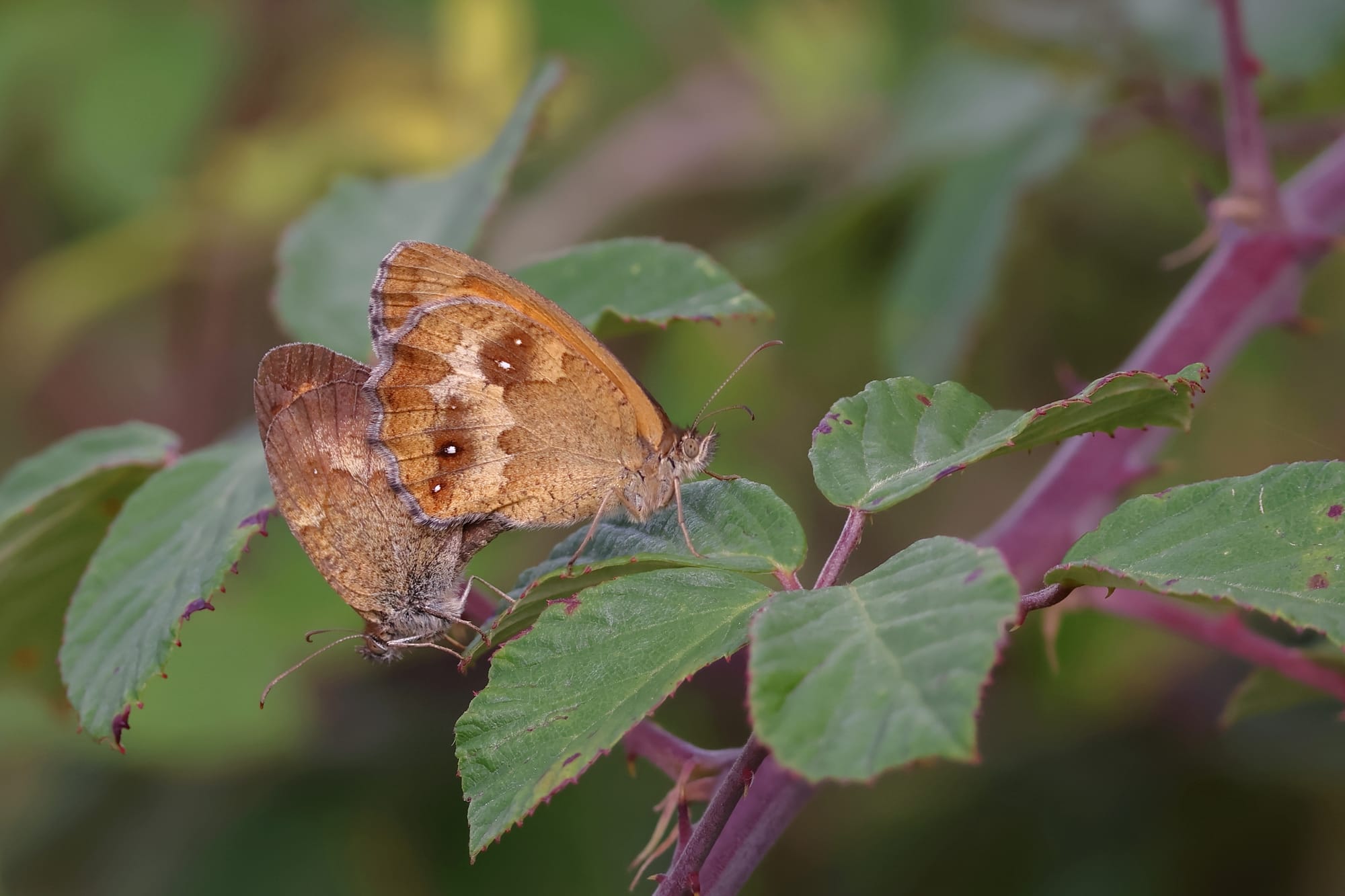 Gatekeeper