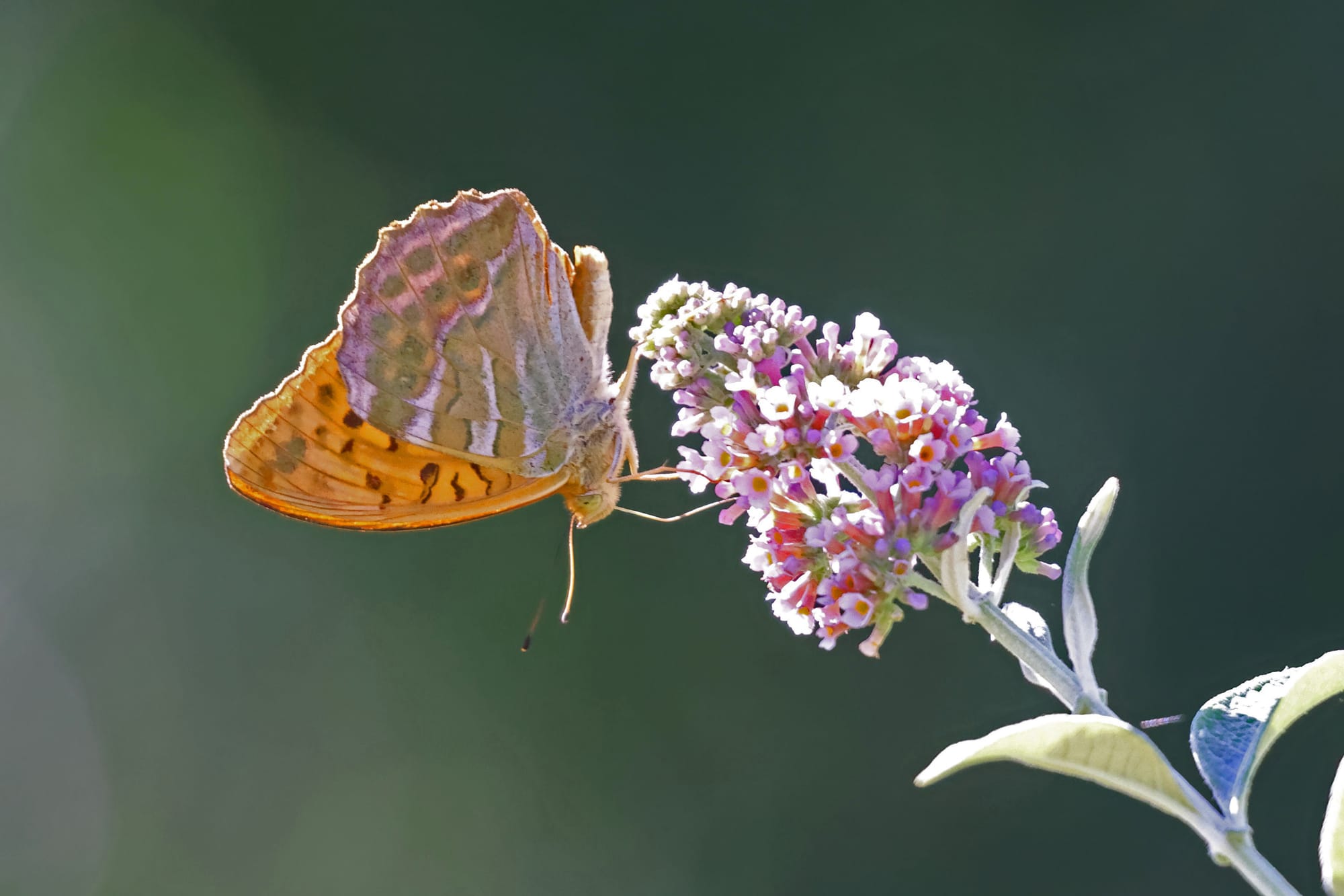Silver-washed Fritillary