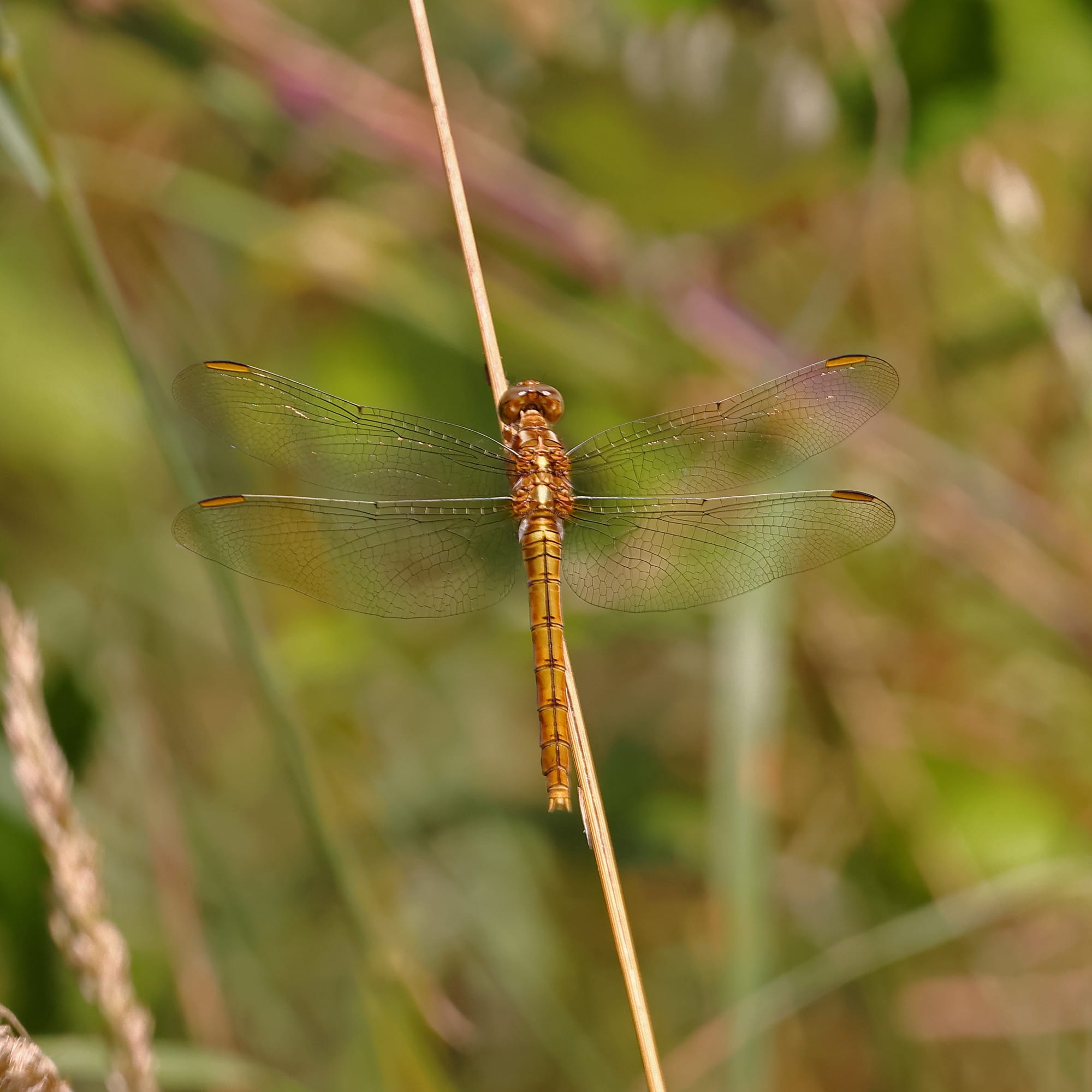 Keeled Skimmer