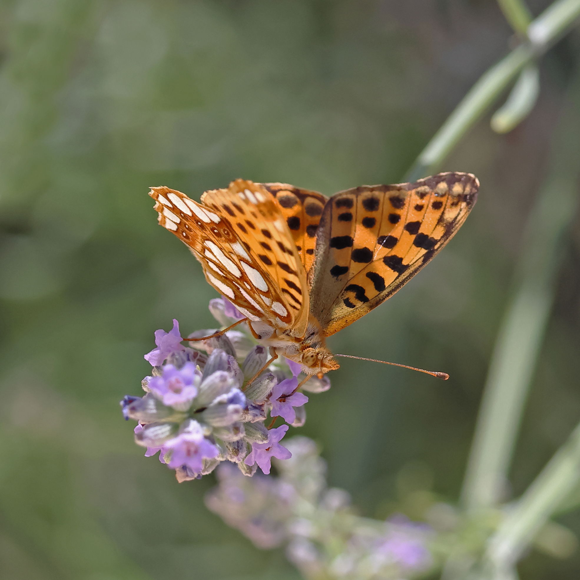 Queen of Spain Fritillary