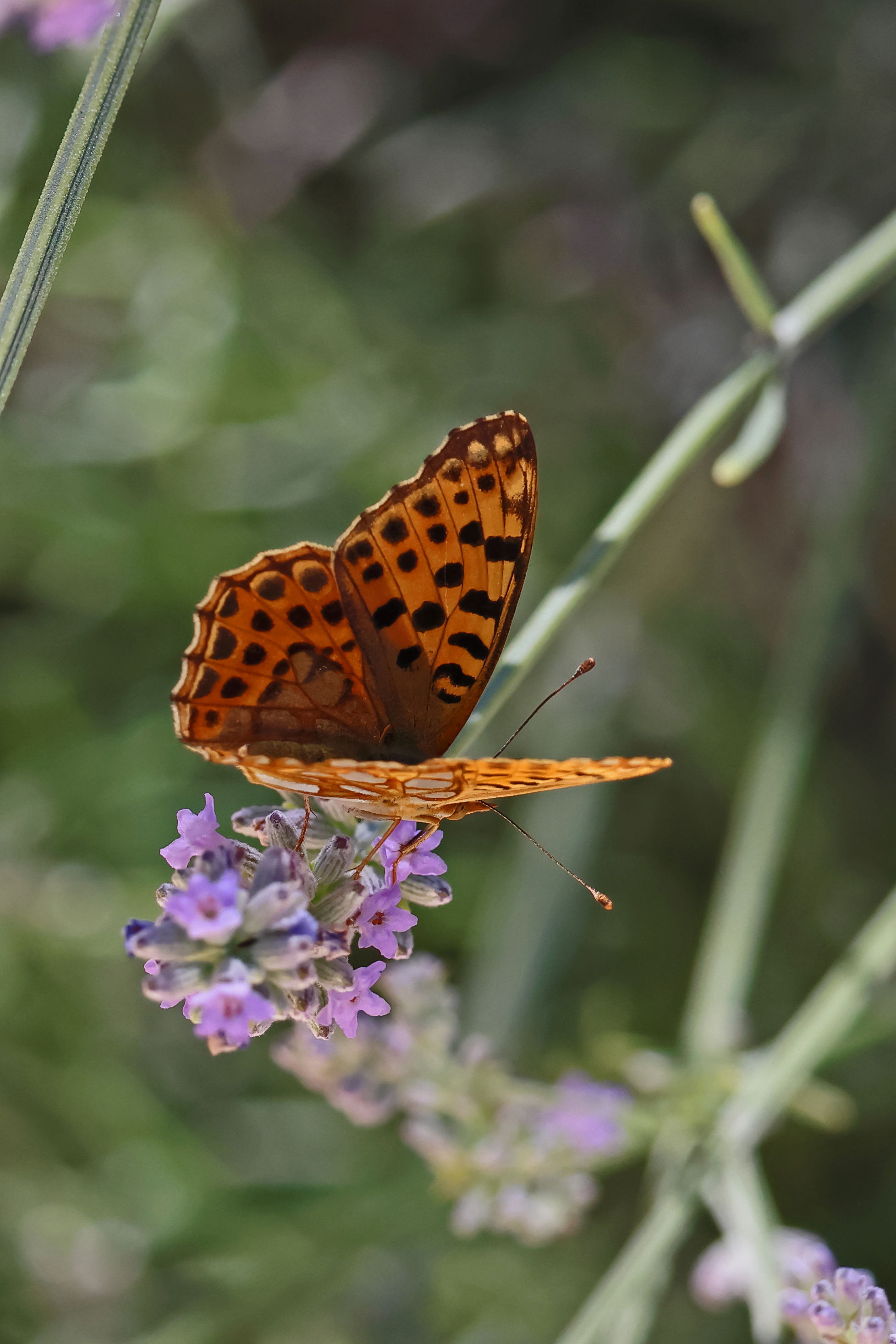Queen of Spain Fritillary