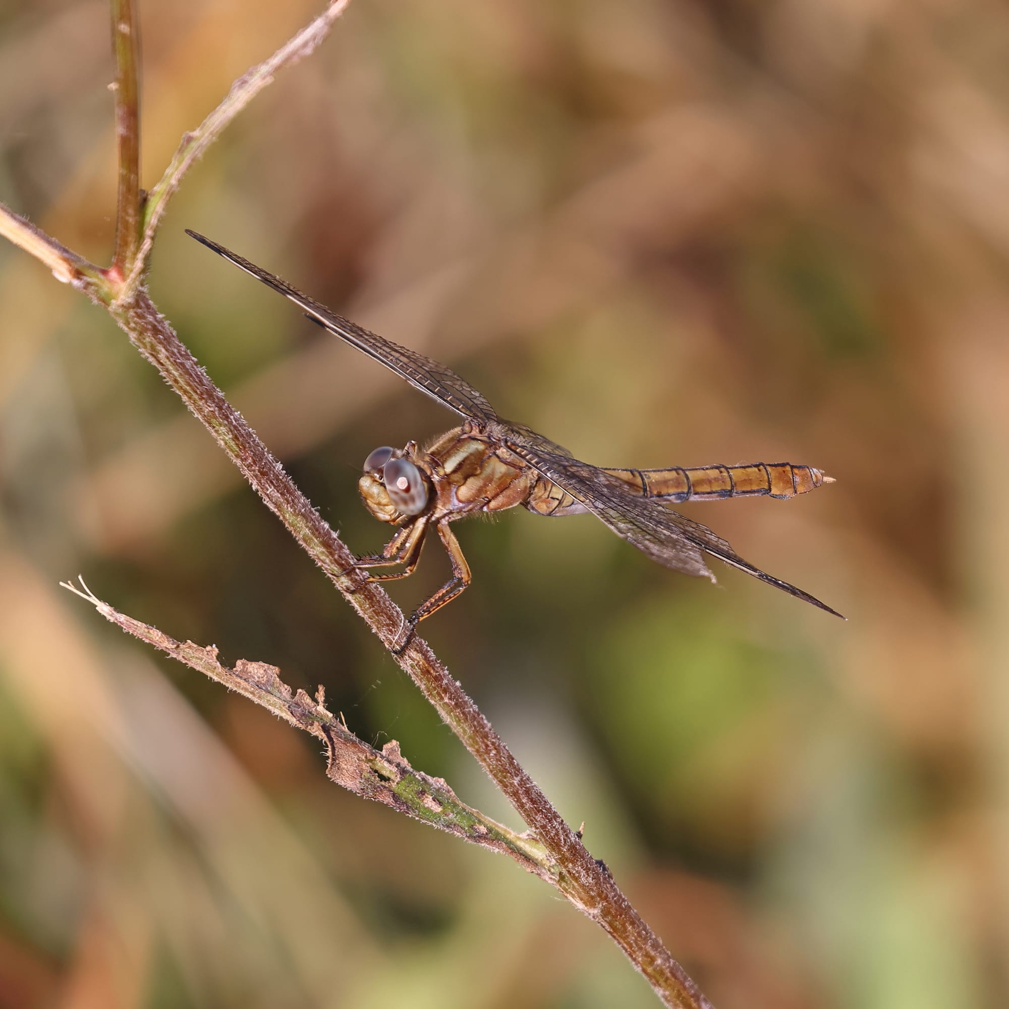 Broad Scarlet Dragonfly