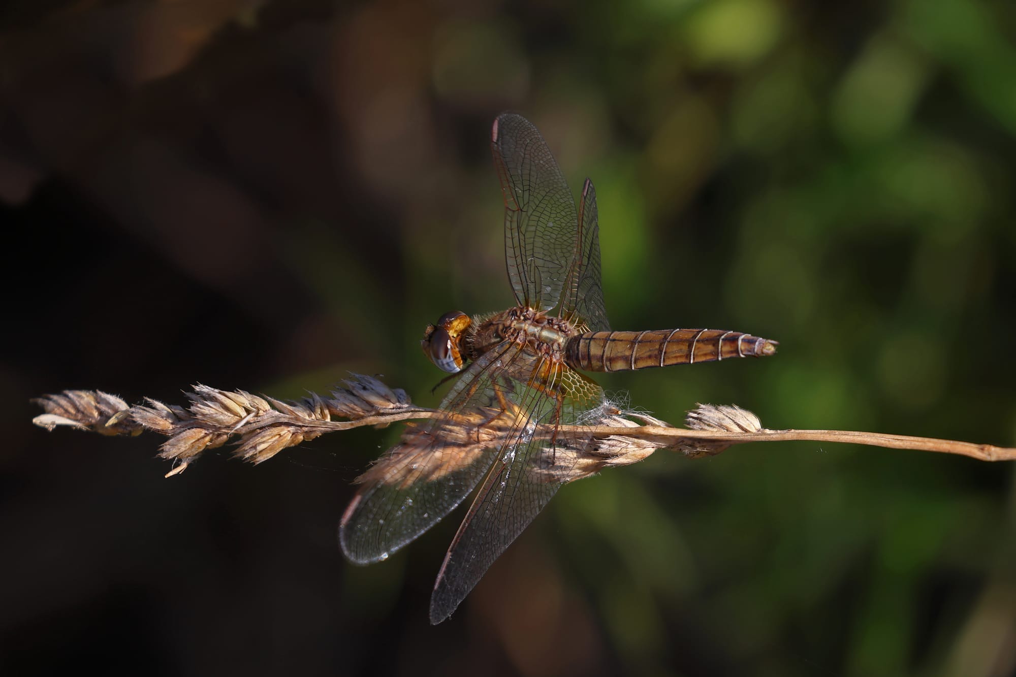 Broad Scarlet Dragonfly