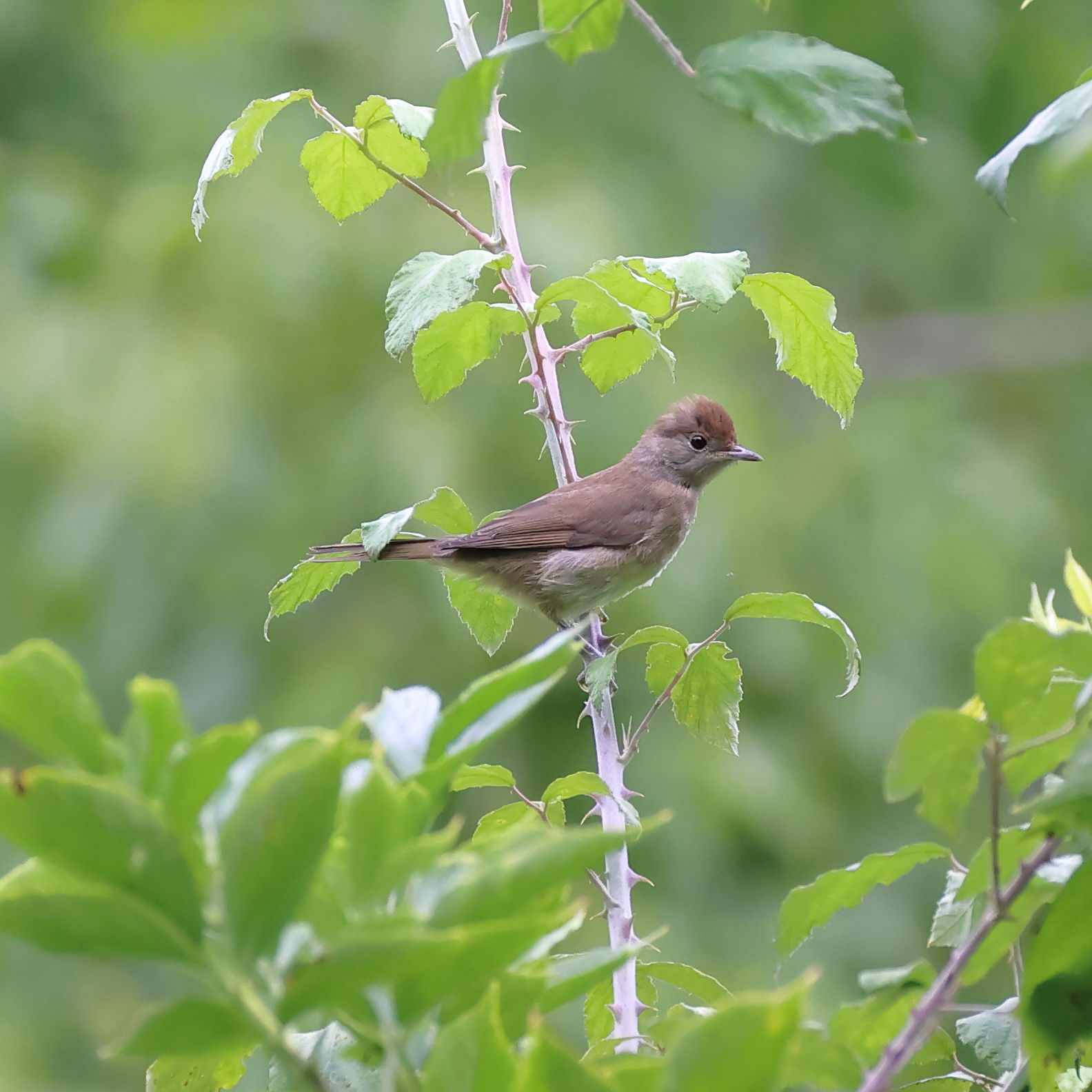 Blackcap
