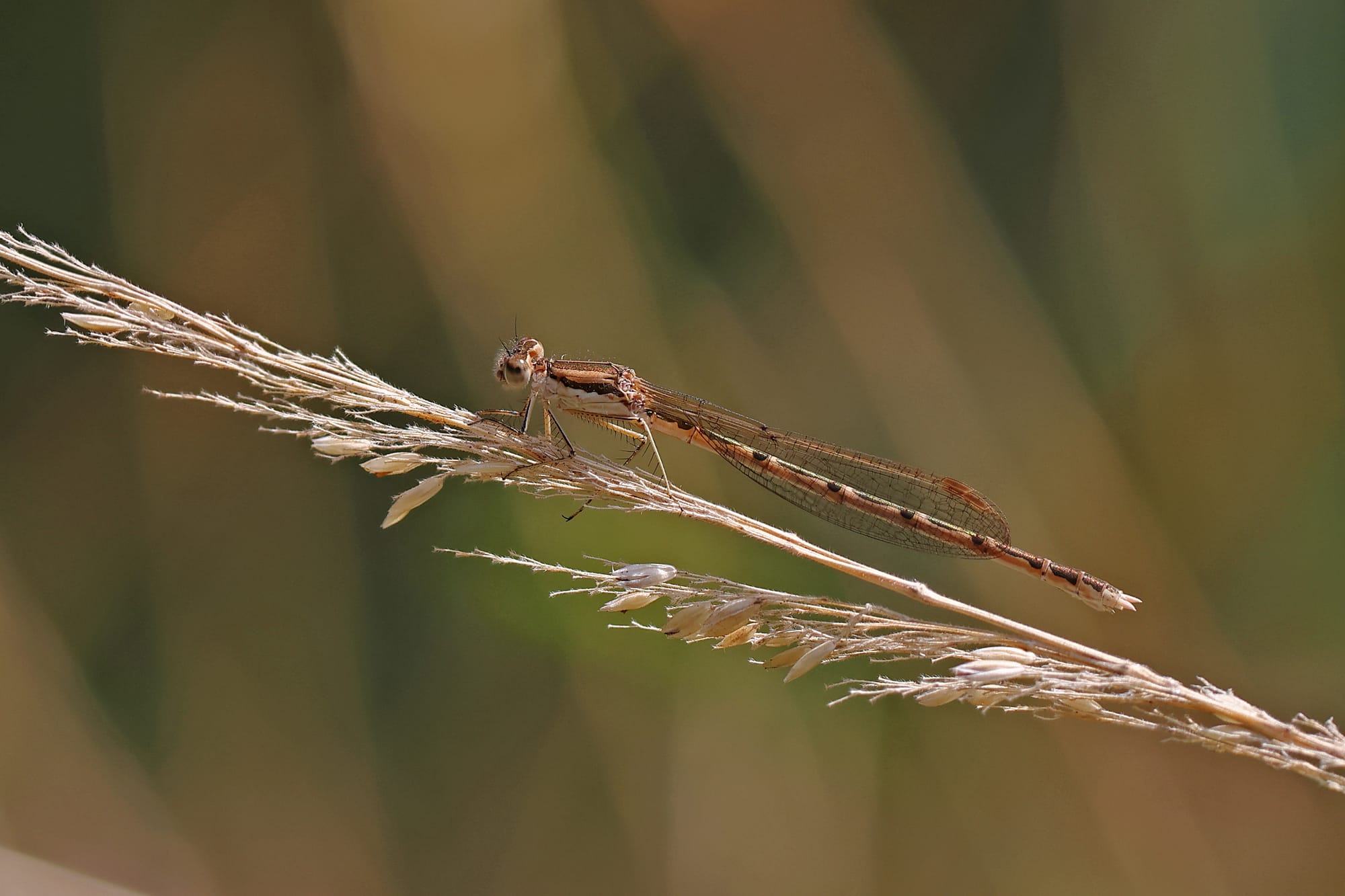 Common Winter Damselfly