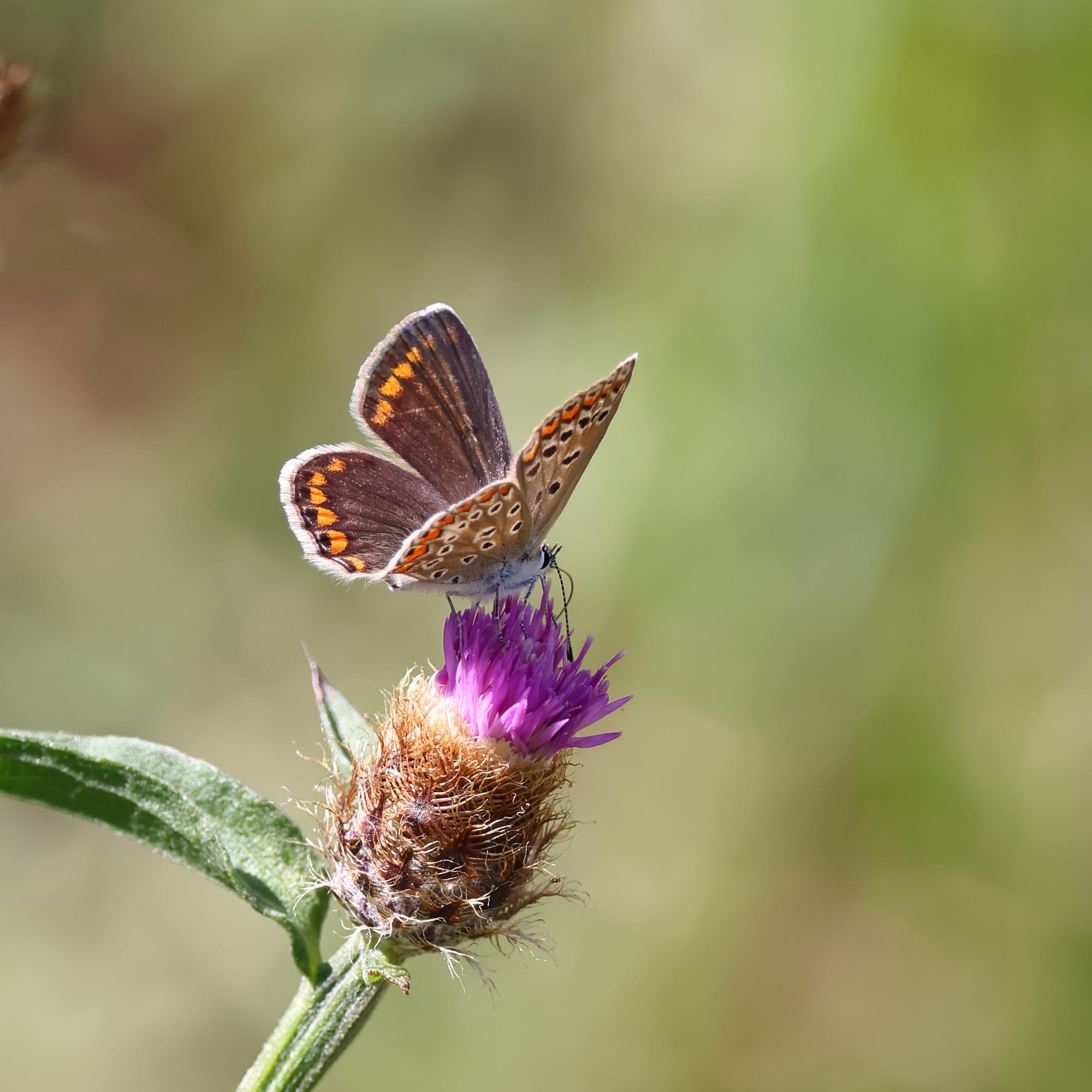 Brown Argus