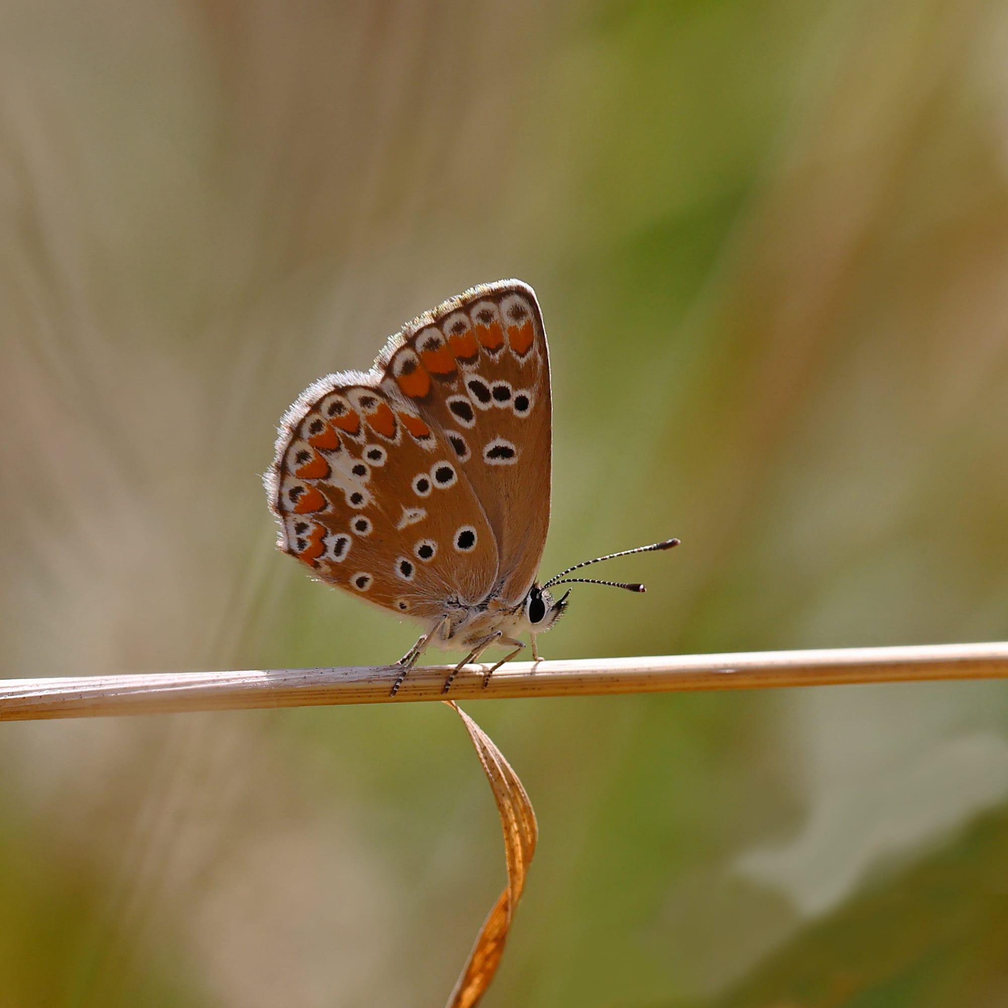 Brown Argus
