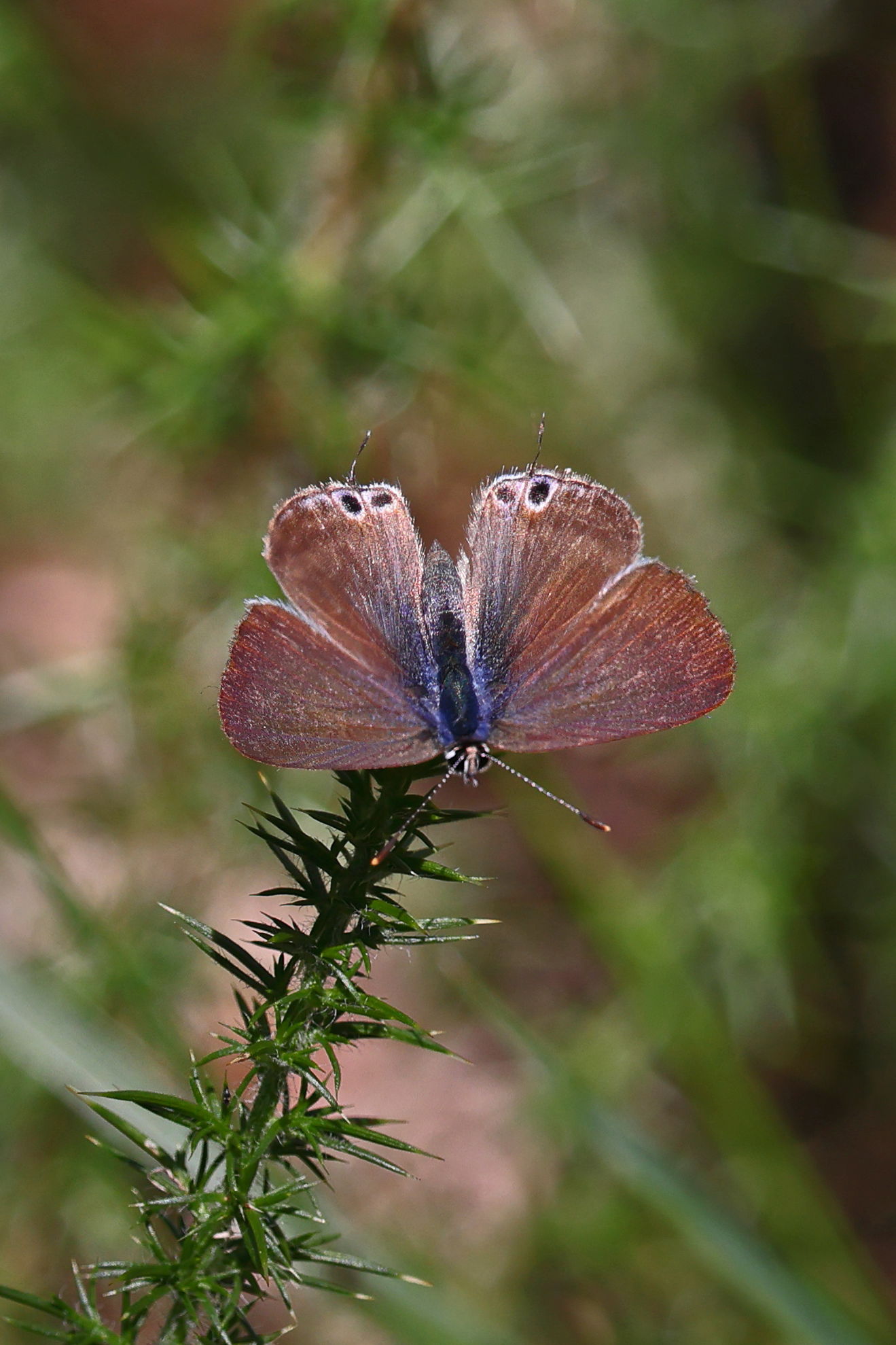 Long-tailed Blue