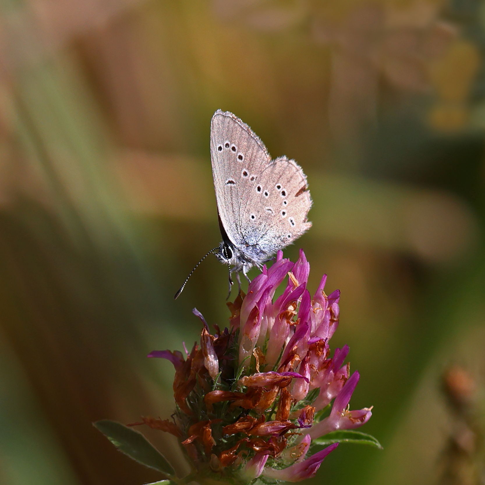 Little Blue
