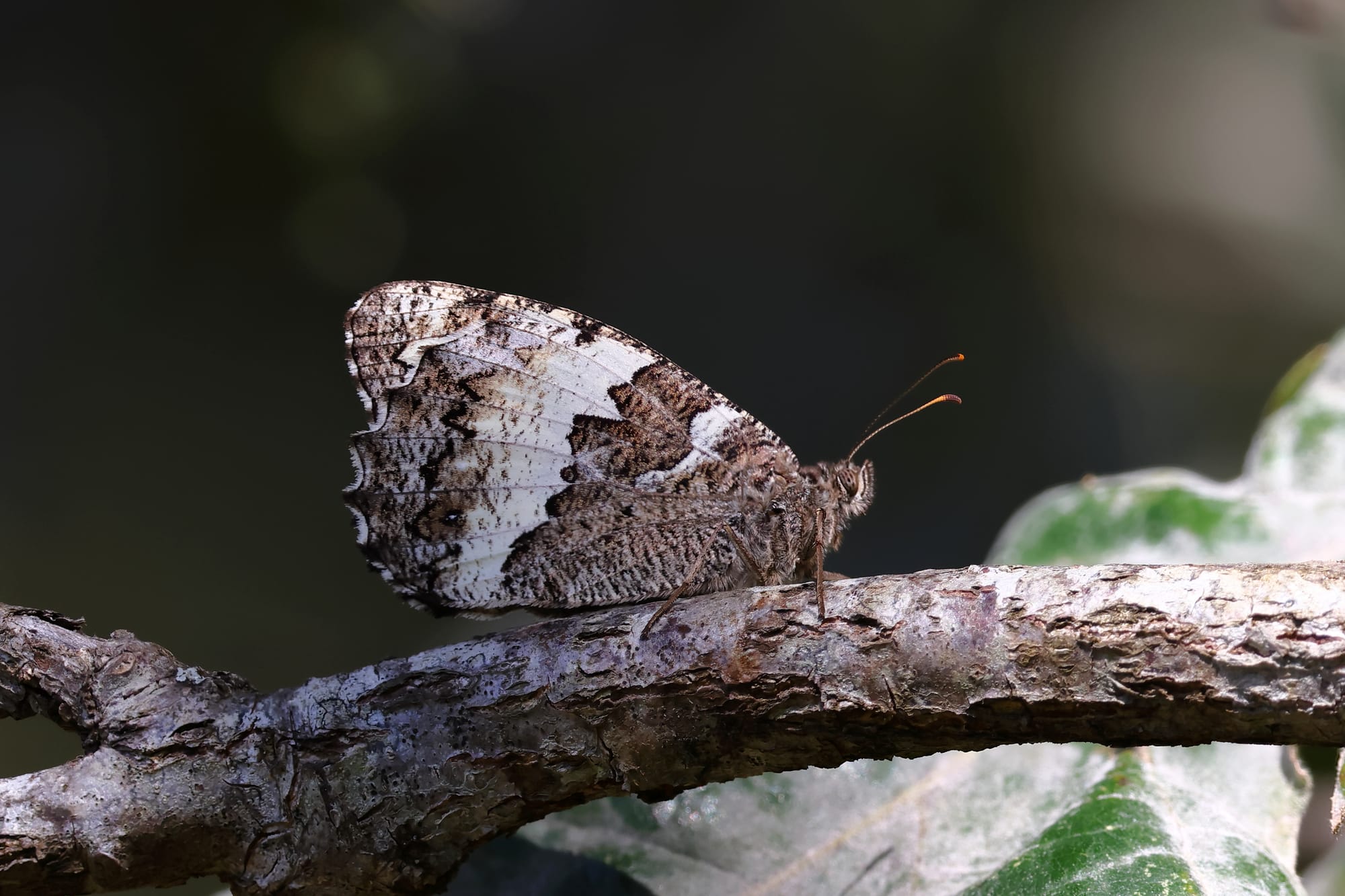 Great Banded Grayling