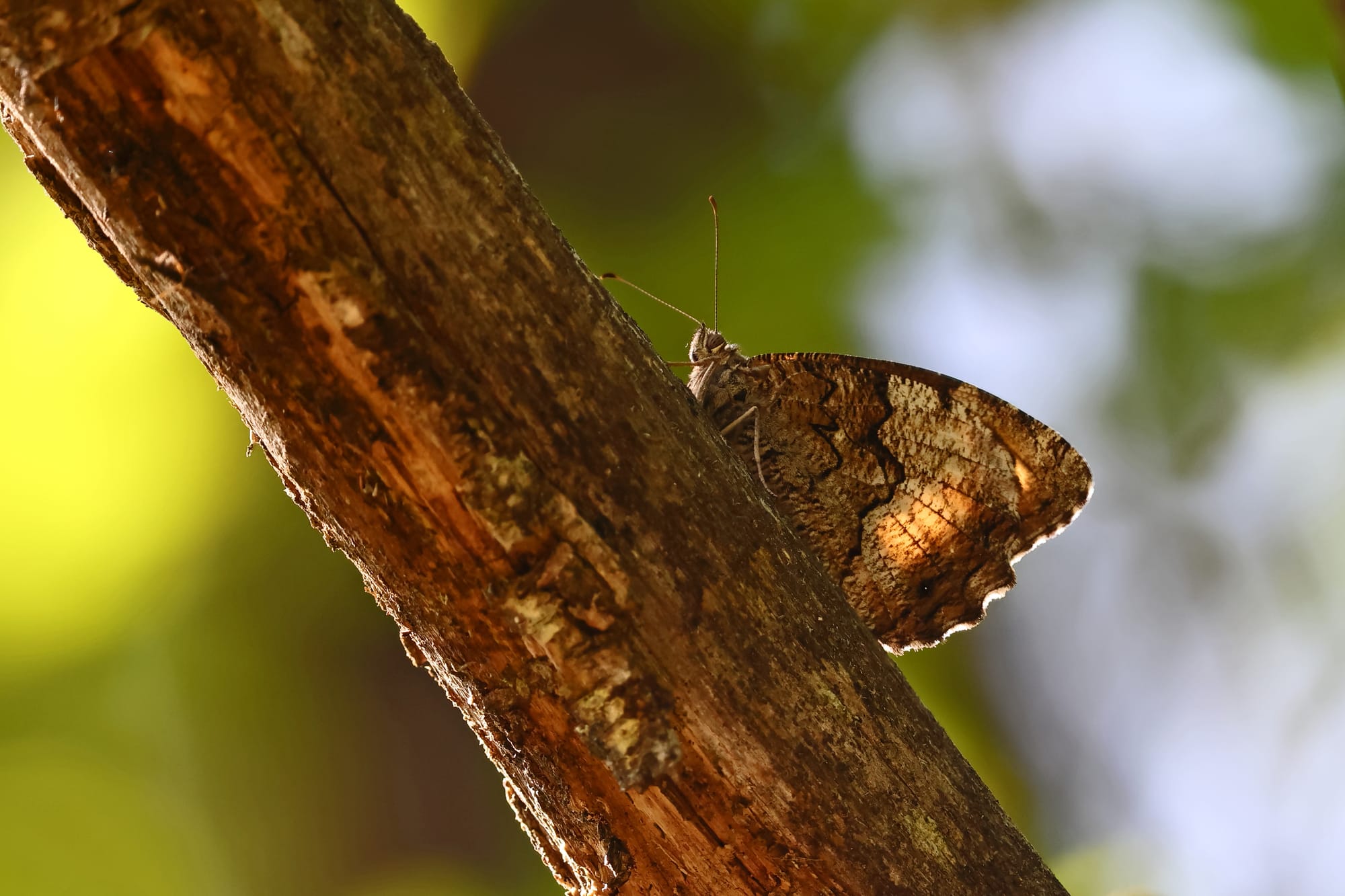 Woodland Grayling