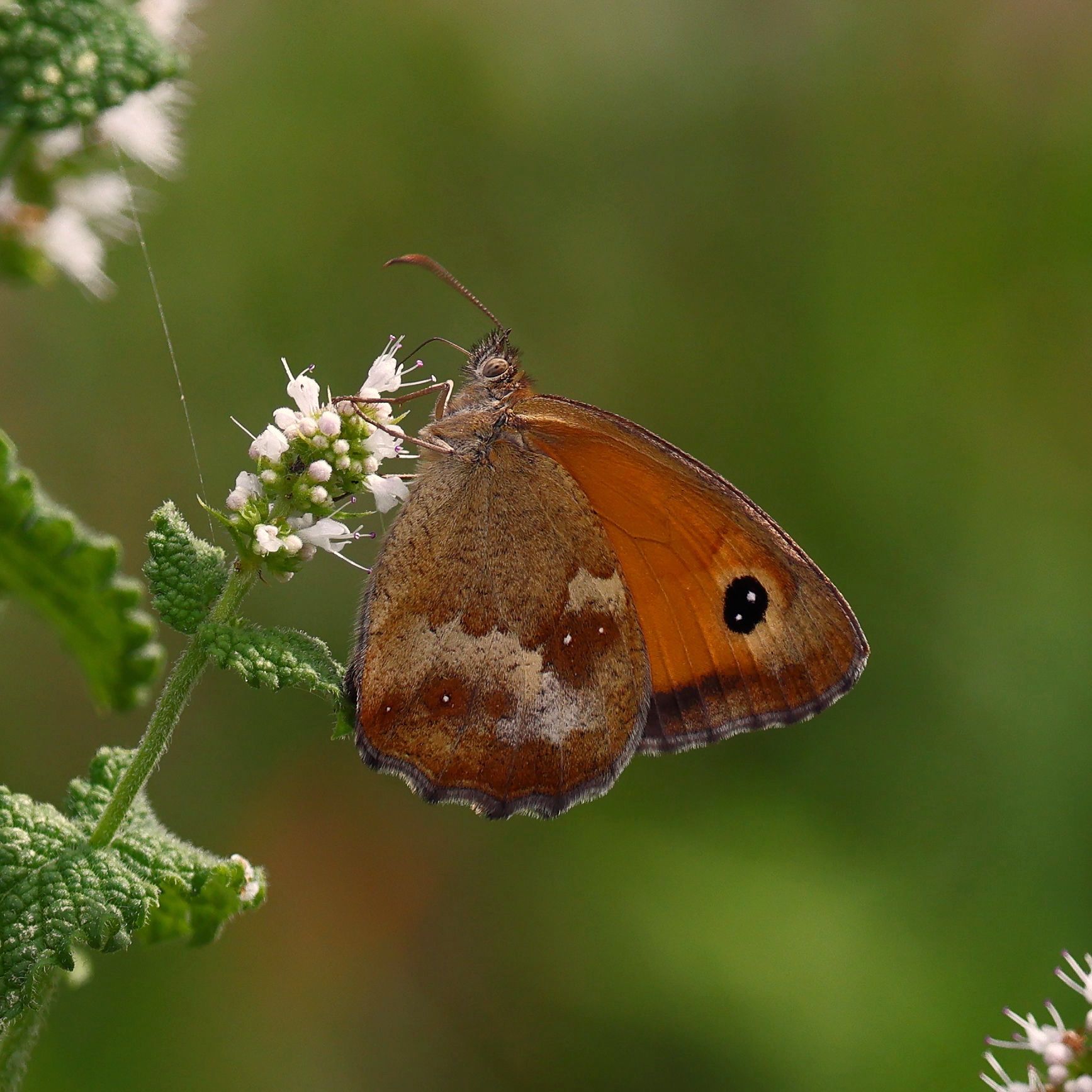 Gatekeeper