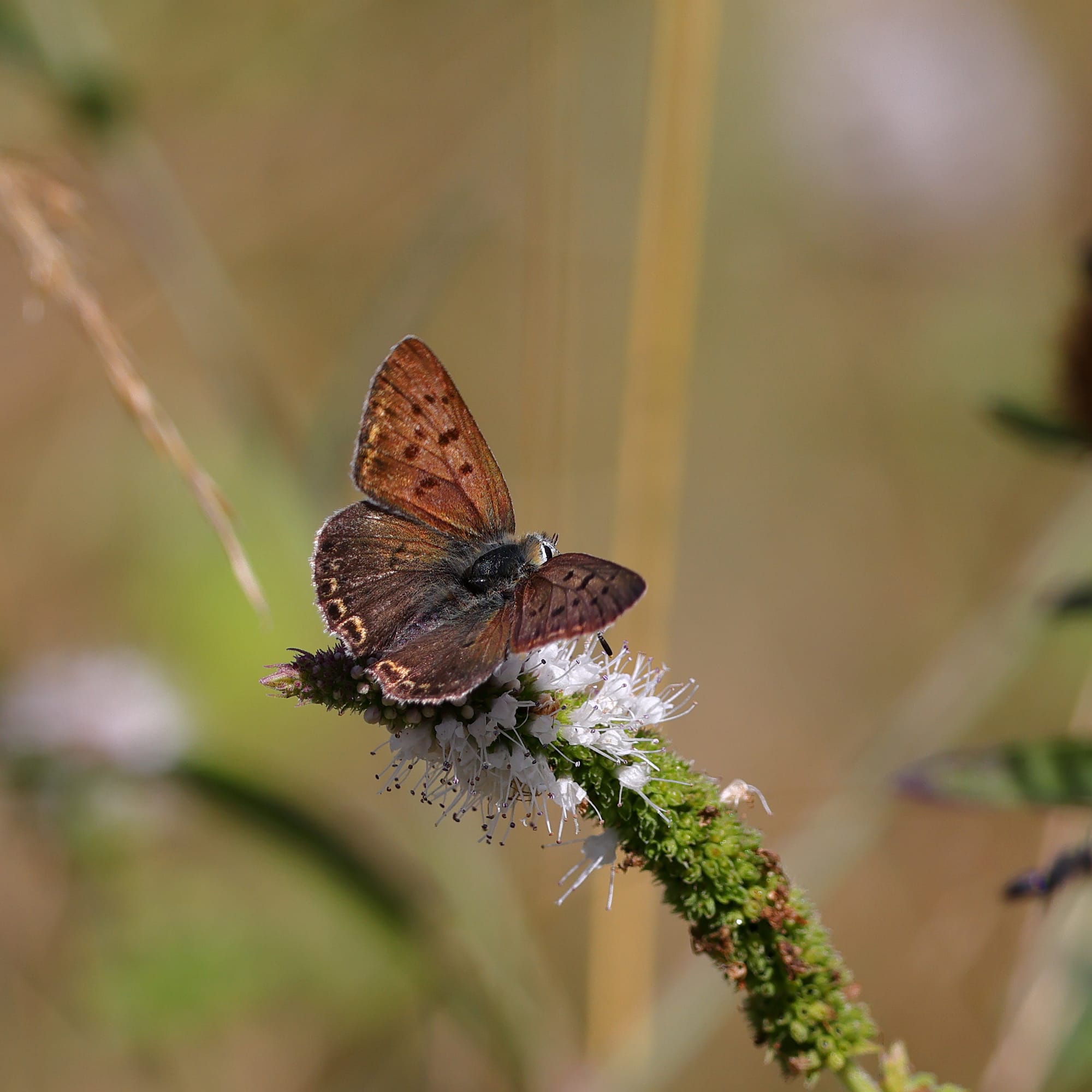 Sooty Copper