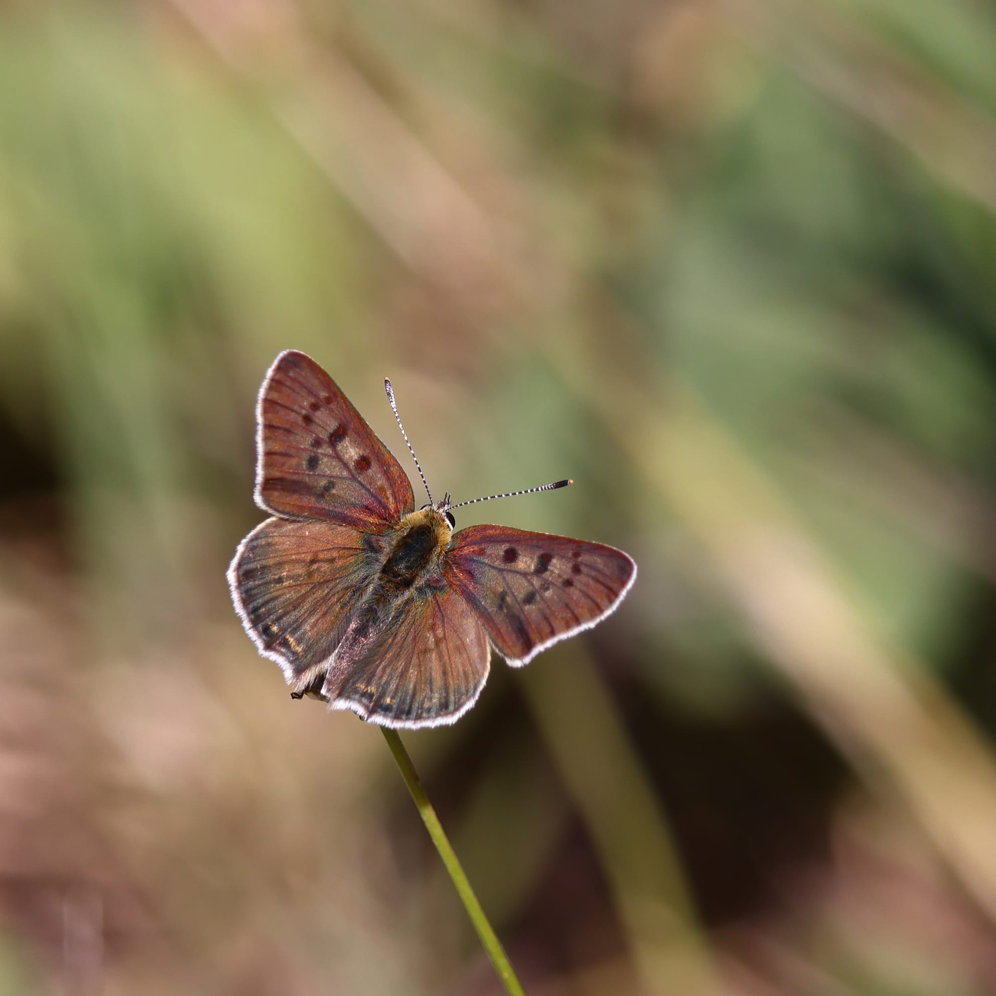 Sooty Copper