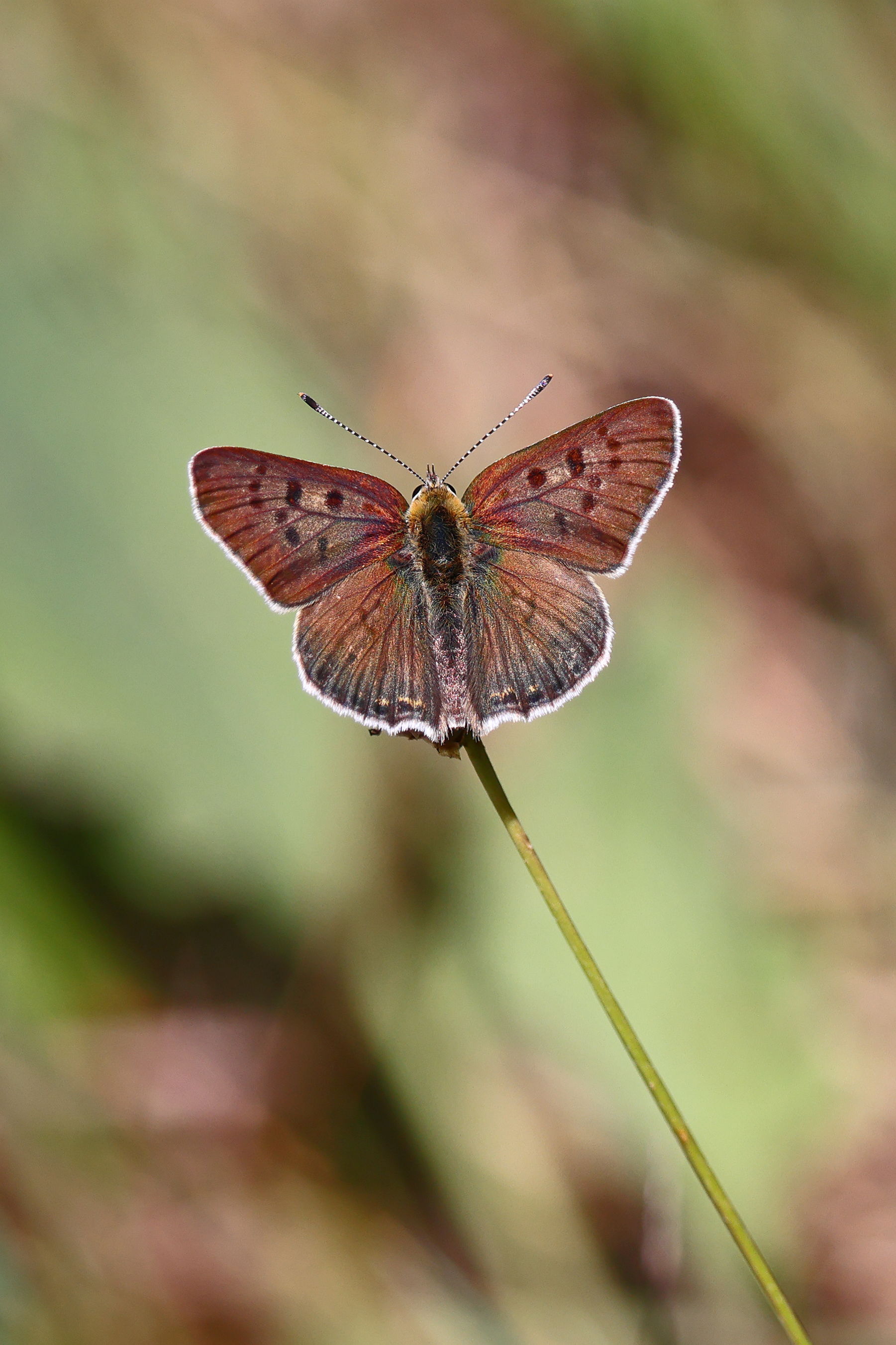 Sooty Copper