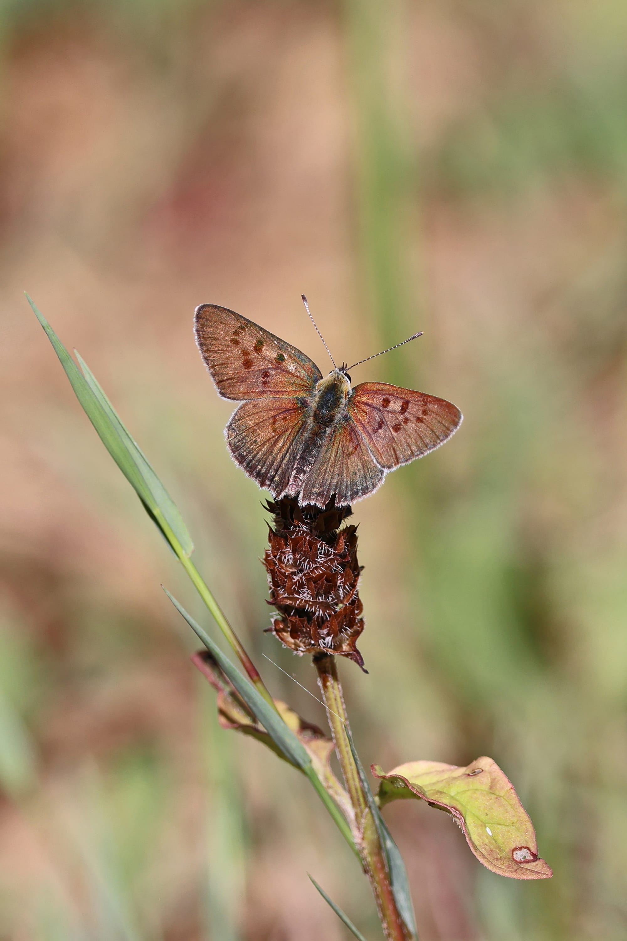 Sooty Copper