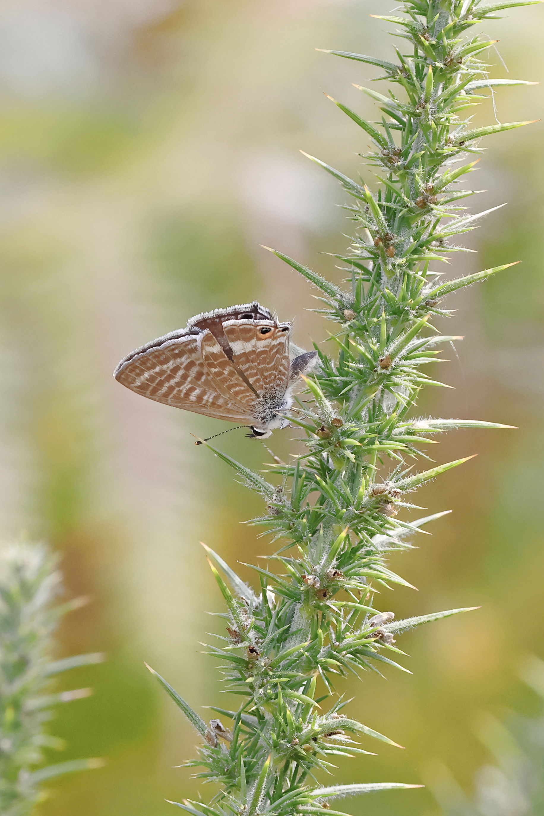 Long-tailed Blue