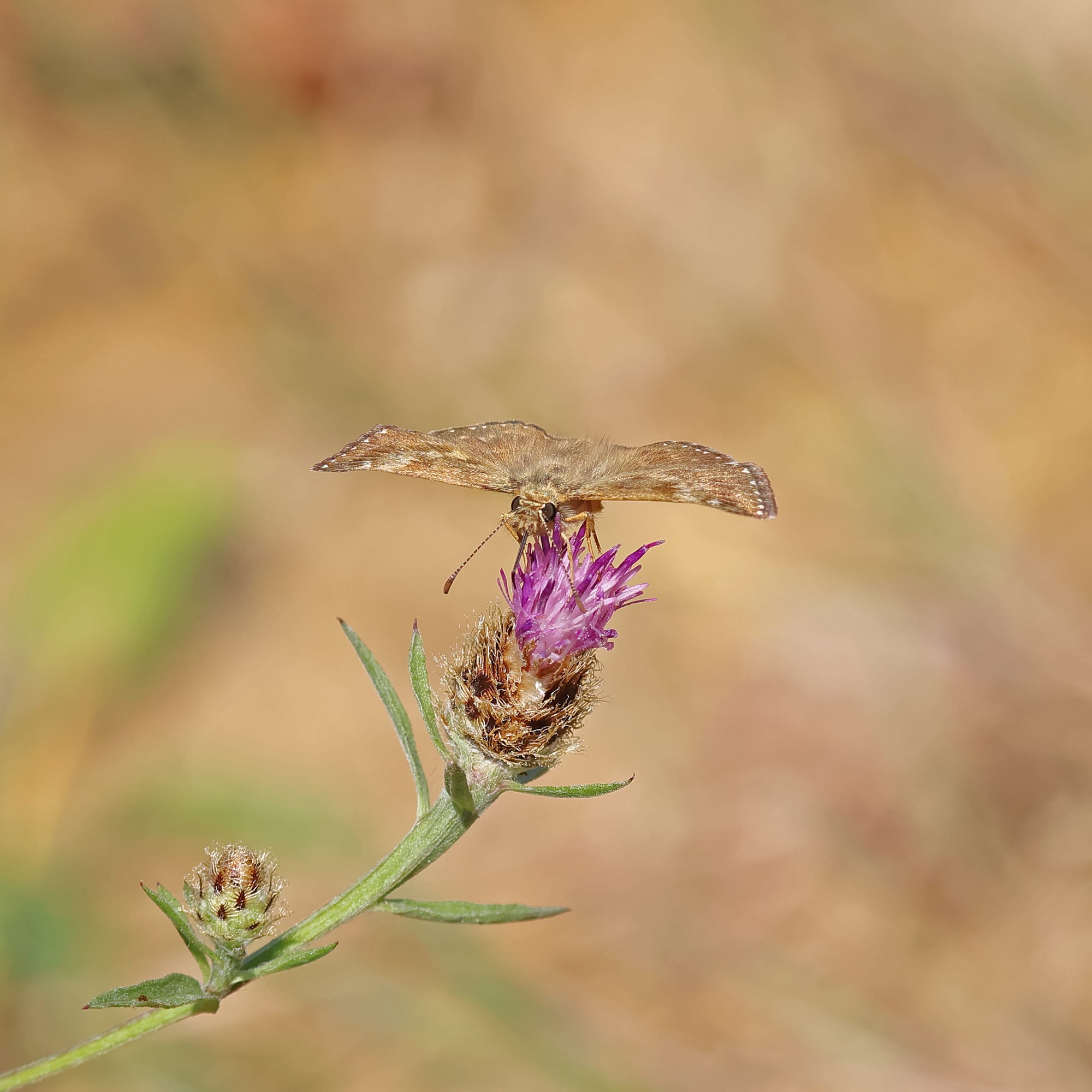 Dingy Skipper