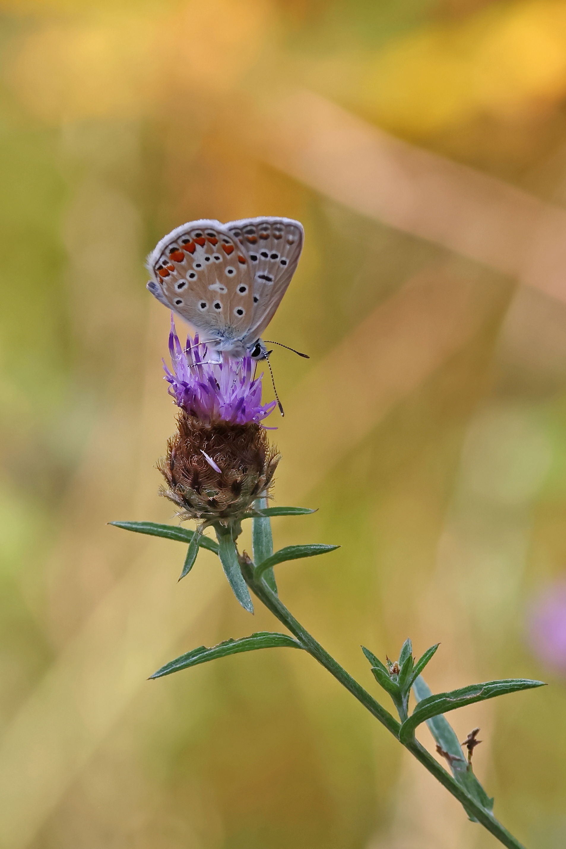 Common Blue