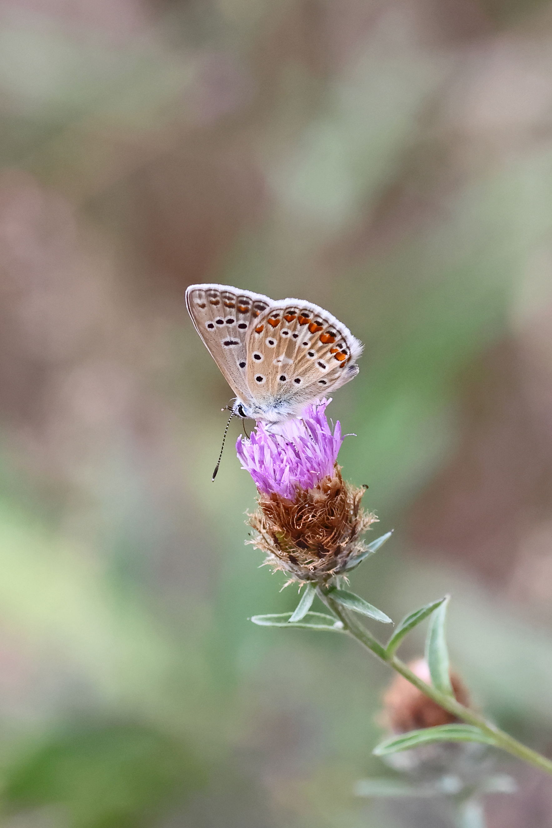 Common Blue