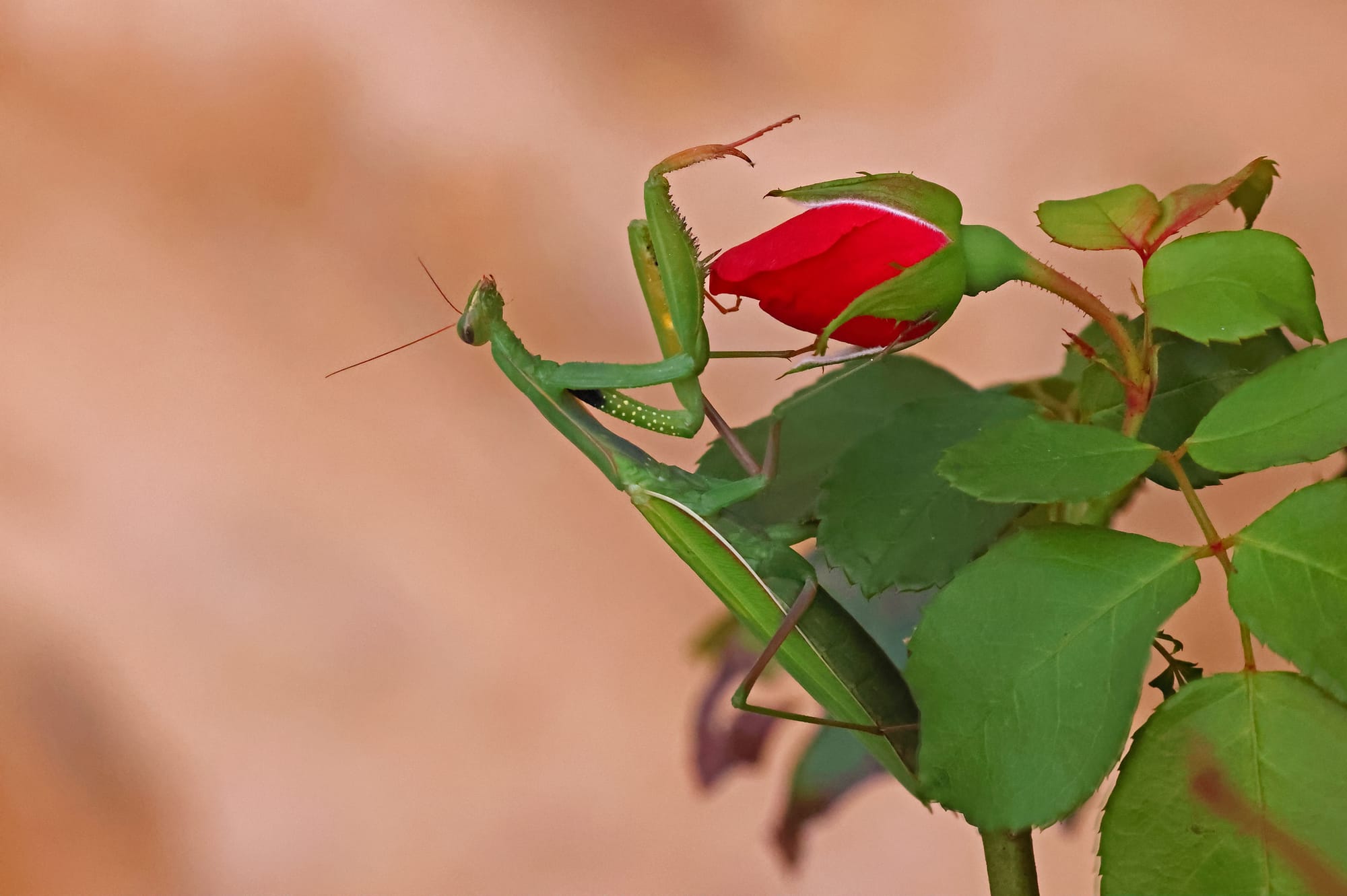 Praying Mantis