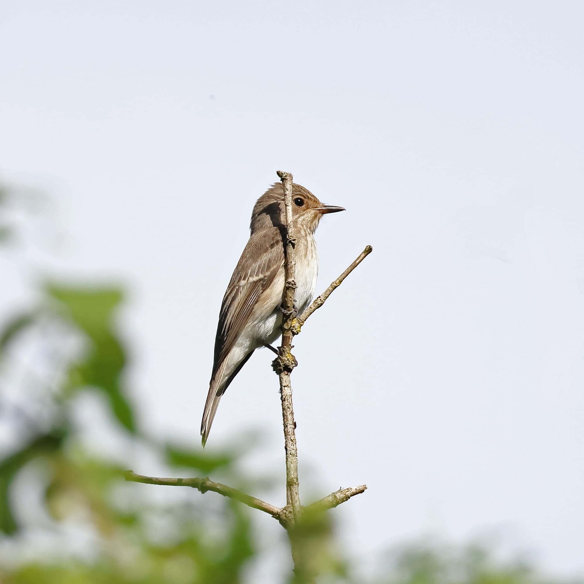 Spotted Flycatcher