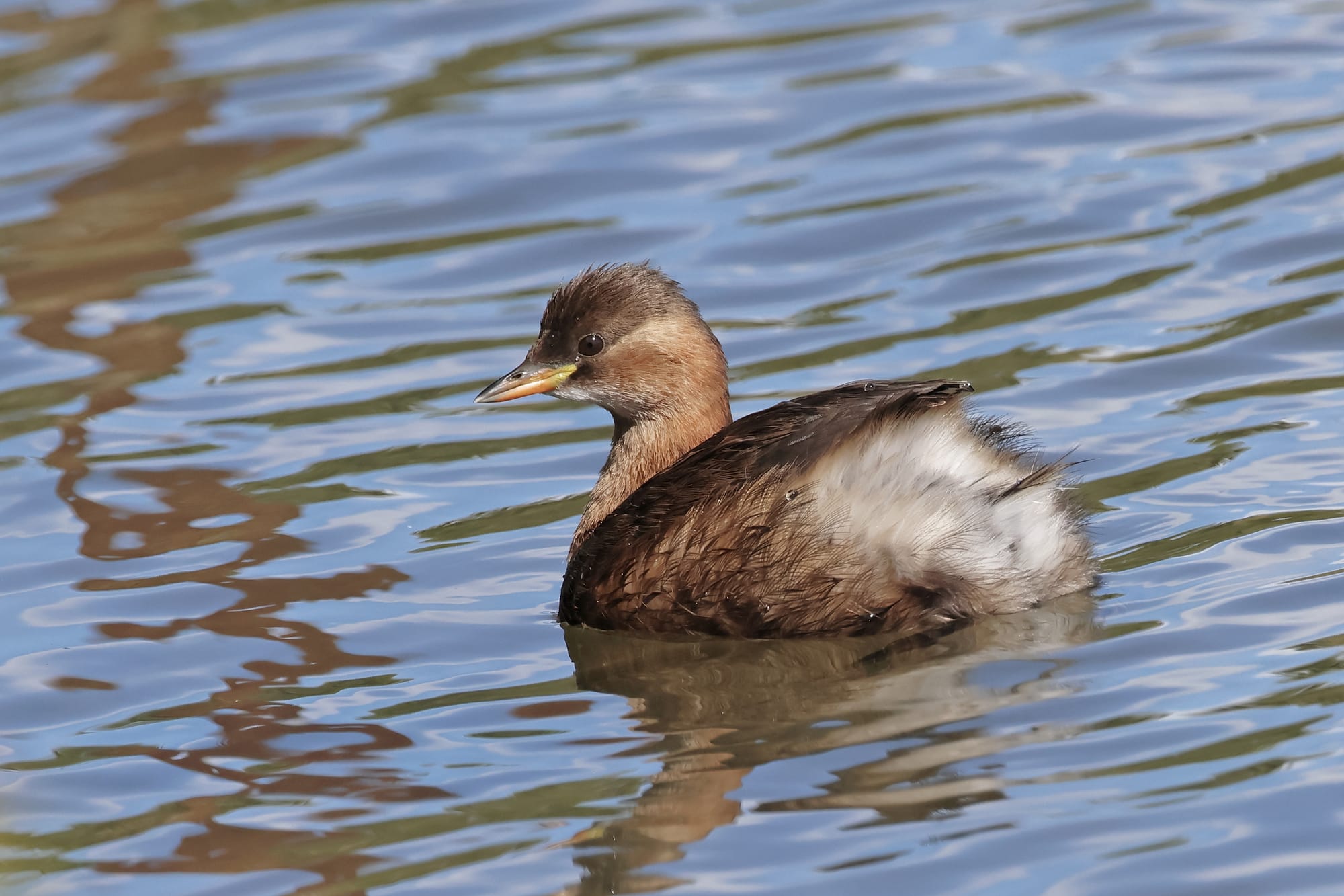Little Grebe