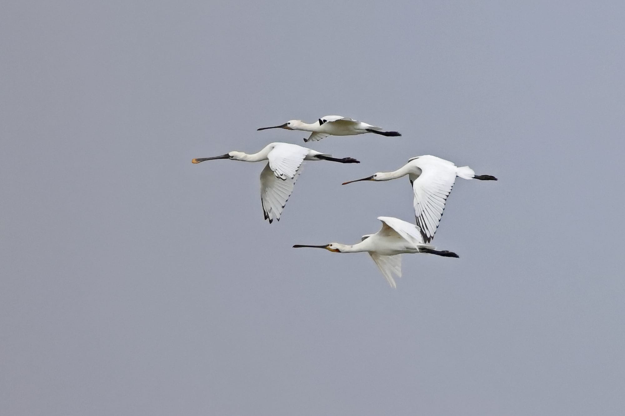 Spoonbills