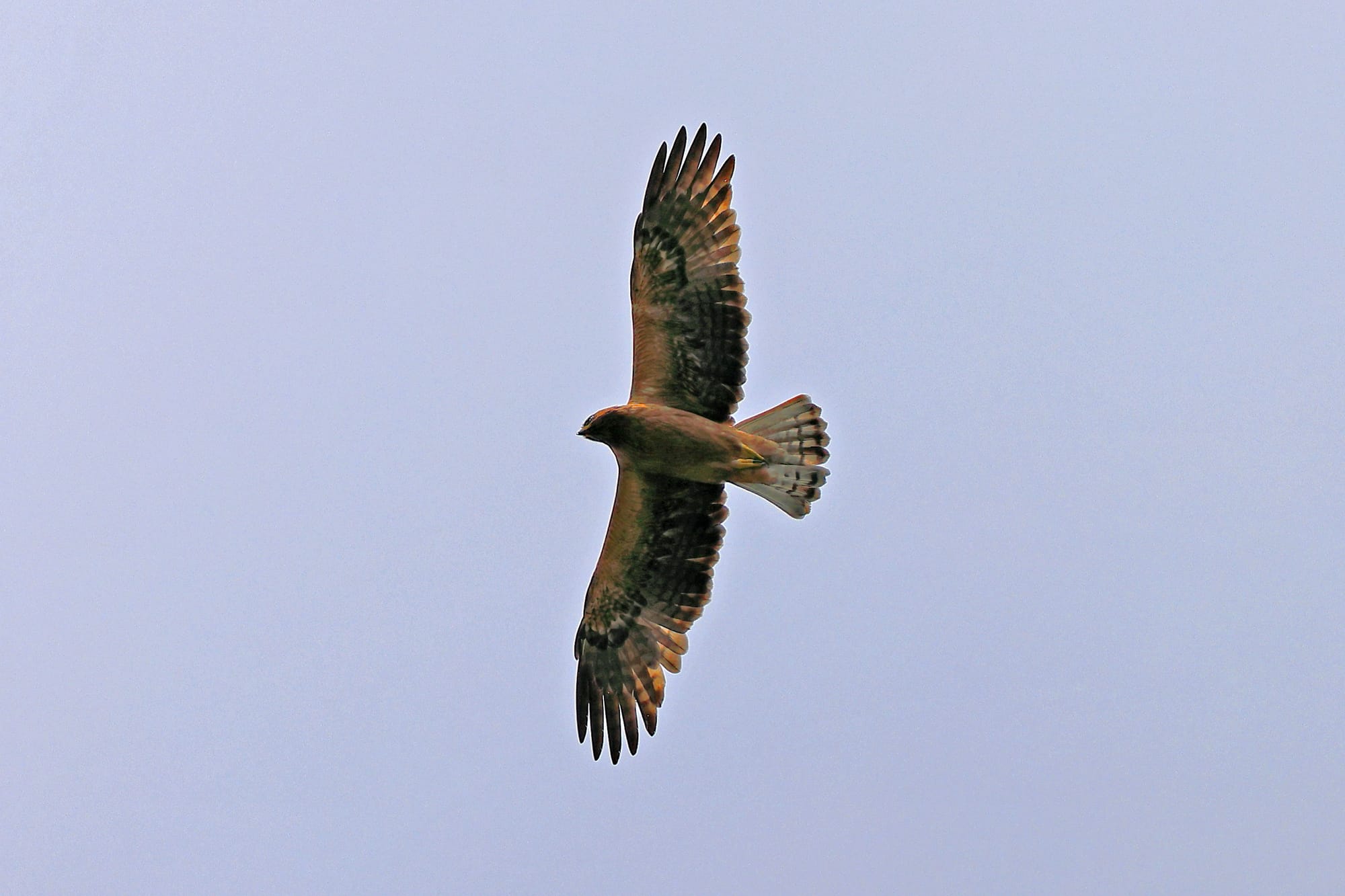 Booted Eagle