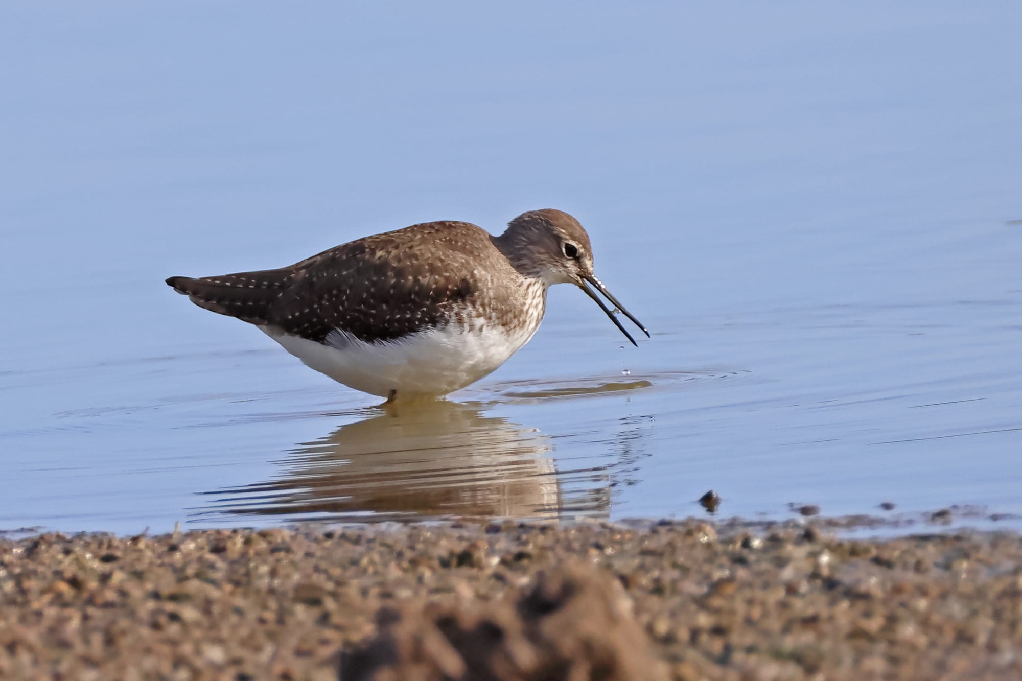 Green Sandpiper