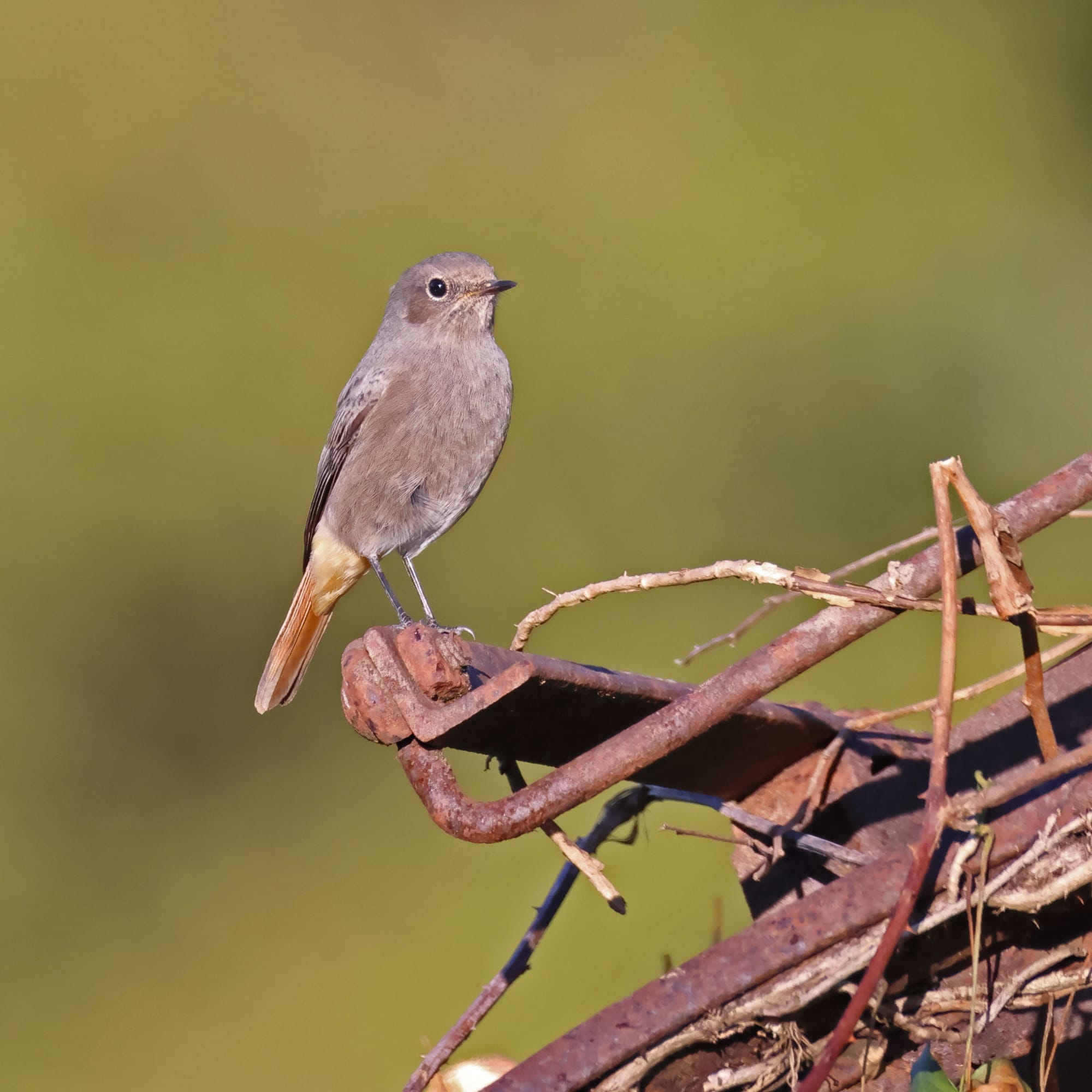 Black Redstart